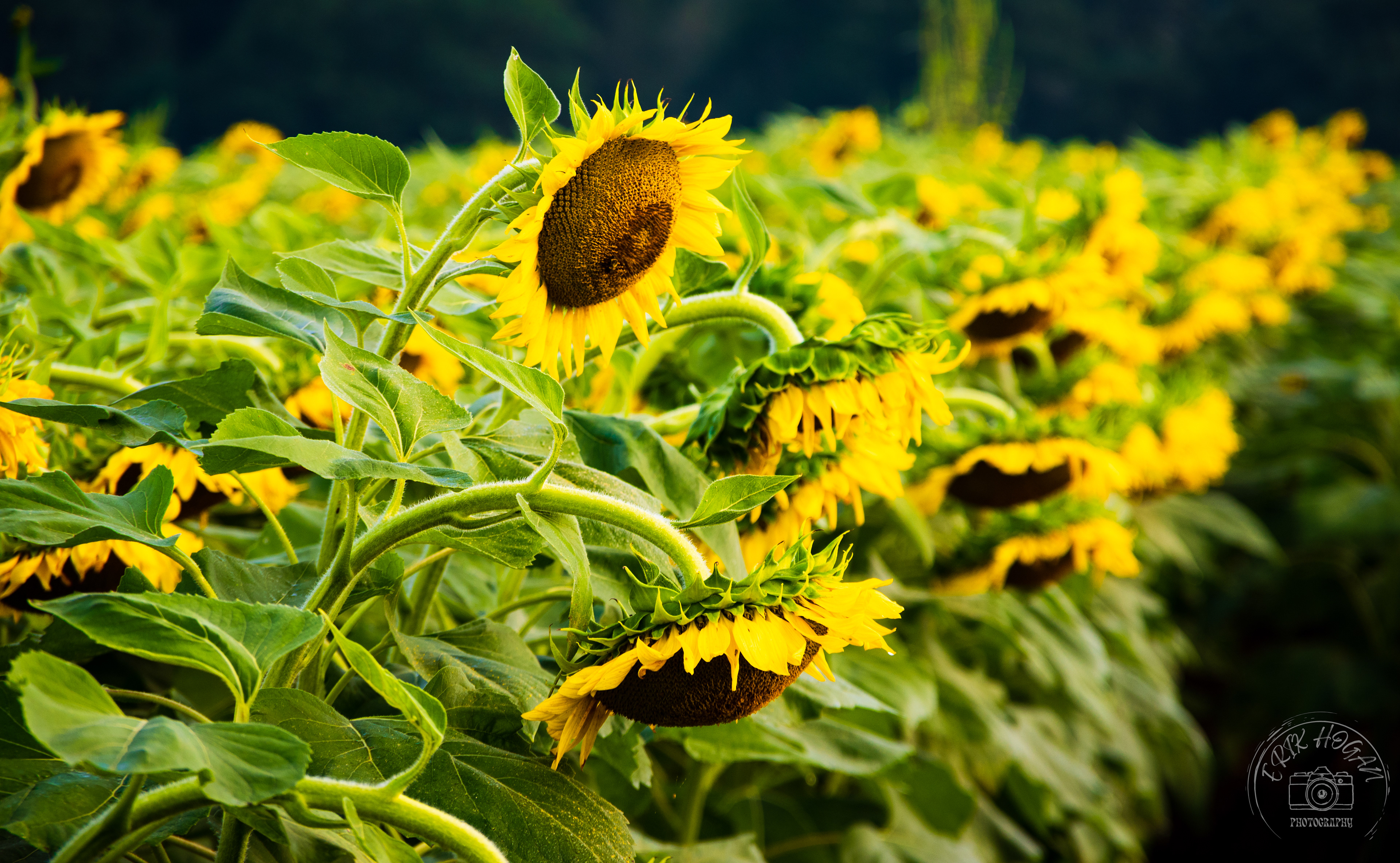 Sunflowers at the Iron Horse September 2022   II