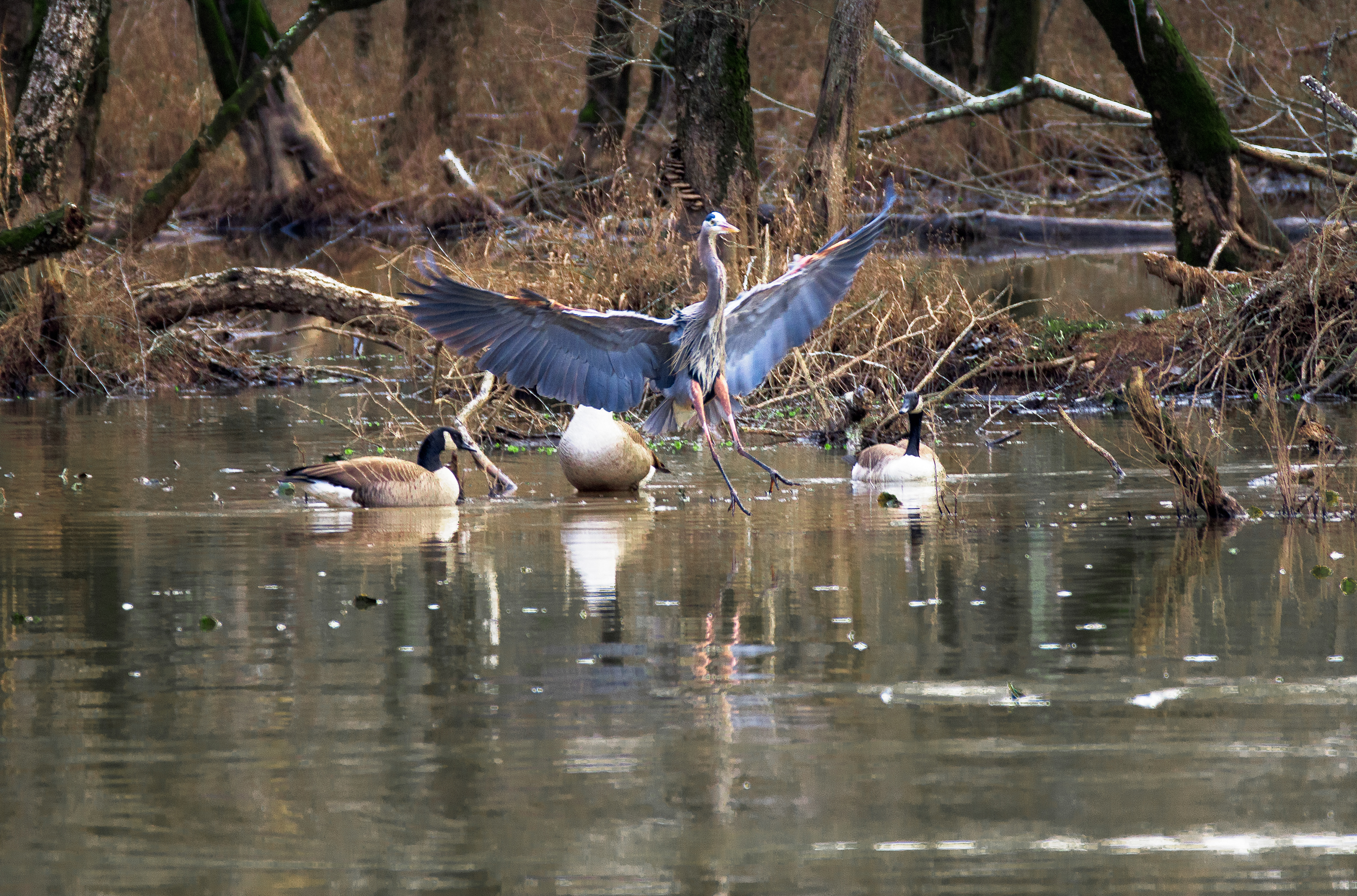 Sandy Creek Nature Center January 2022   V