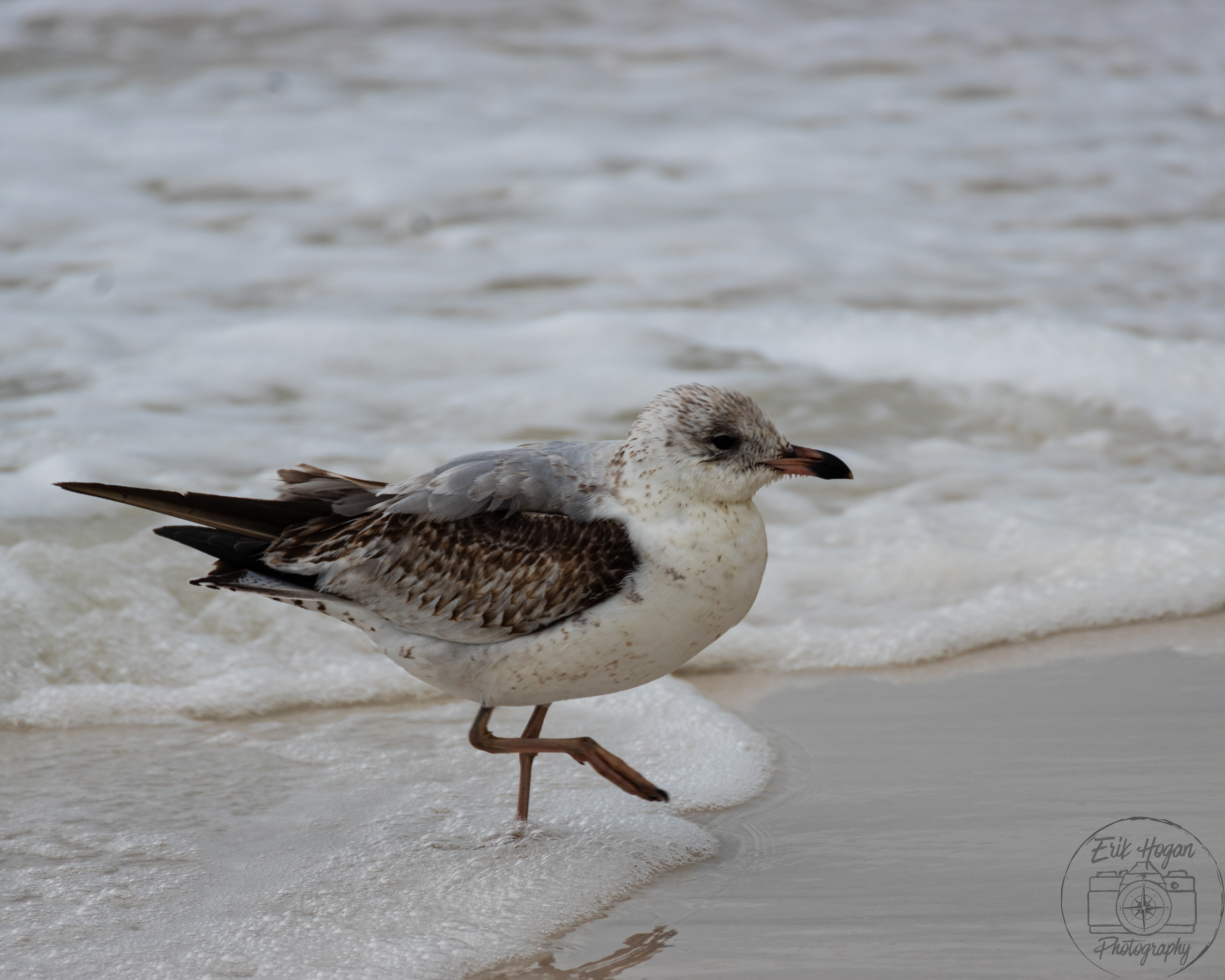 Miramar Beach March 2024   VI