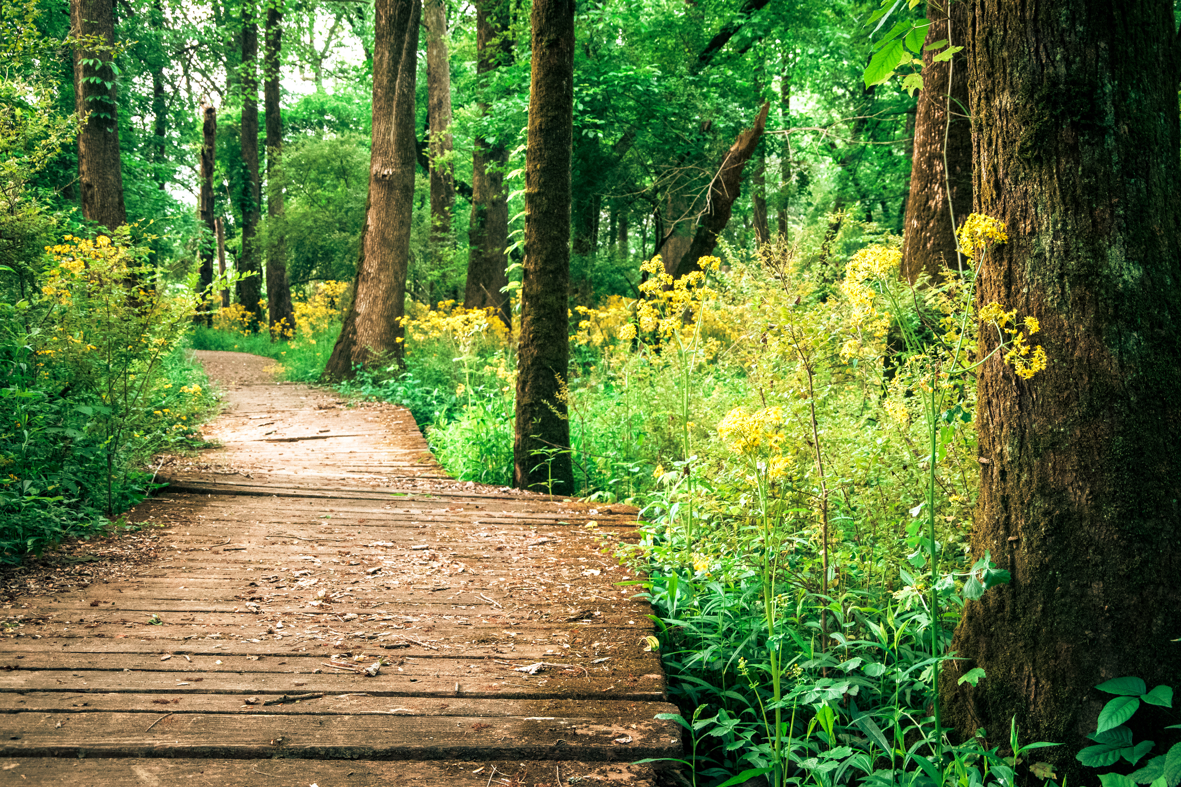 Cook's Trail May 2021   II