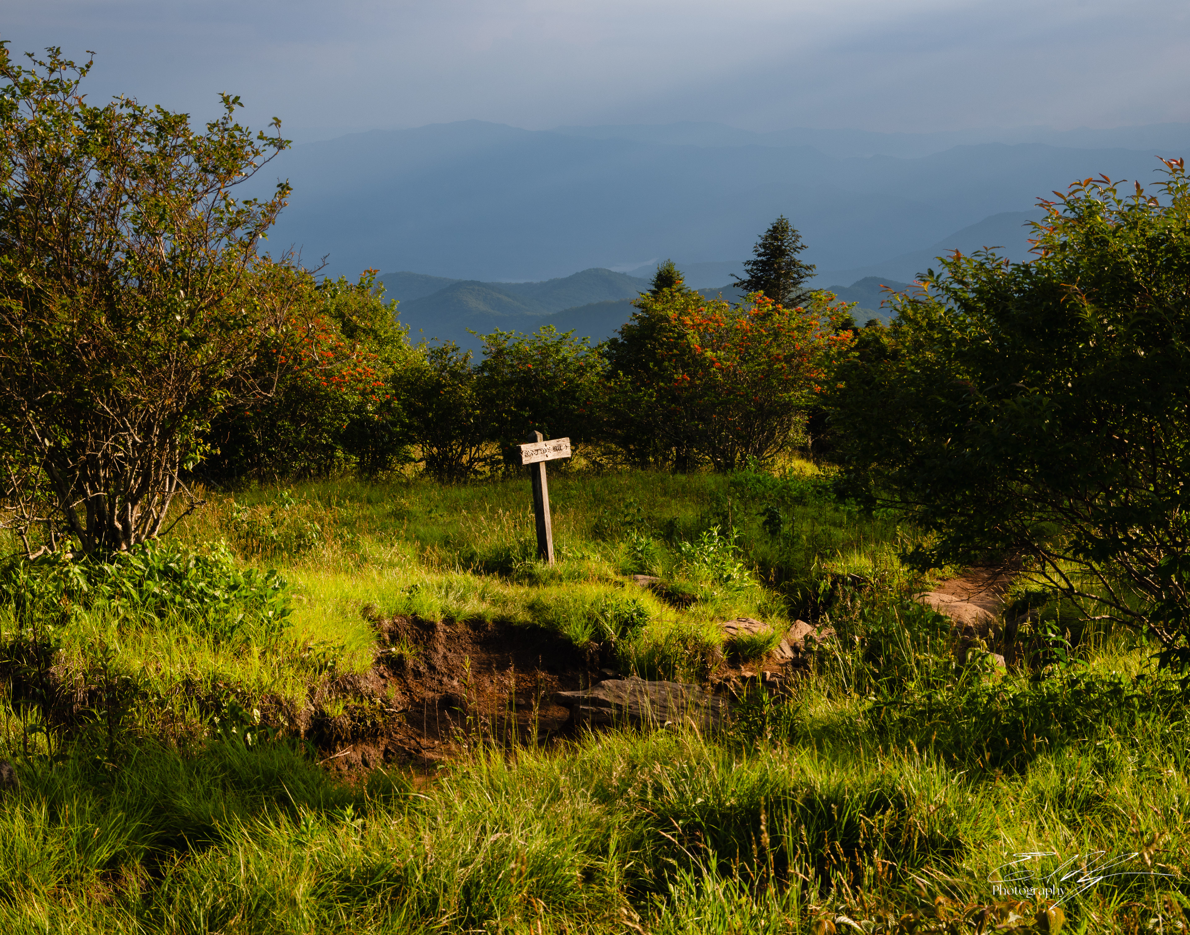 Andrew's Bald June 2025 XVI