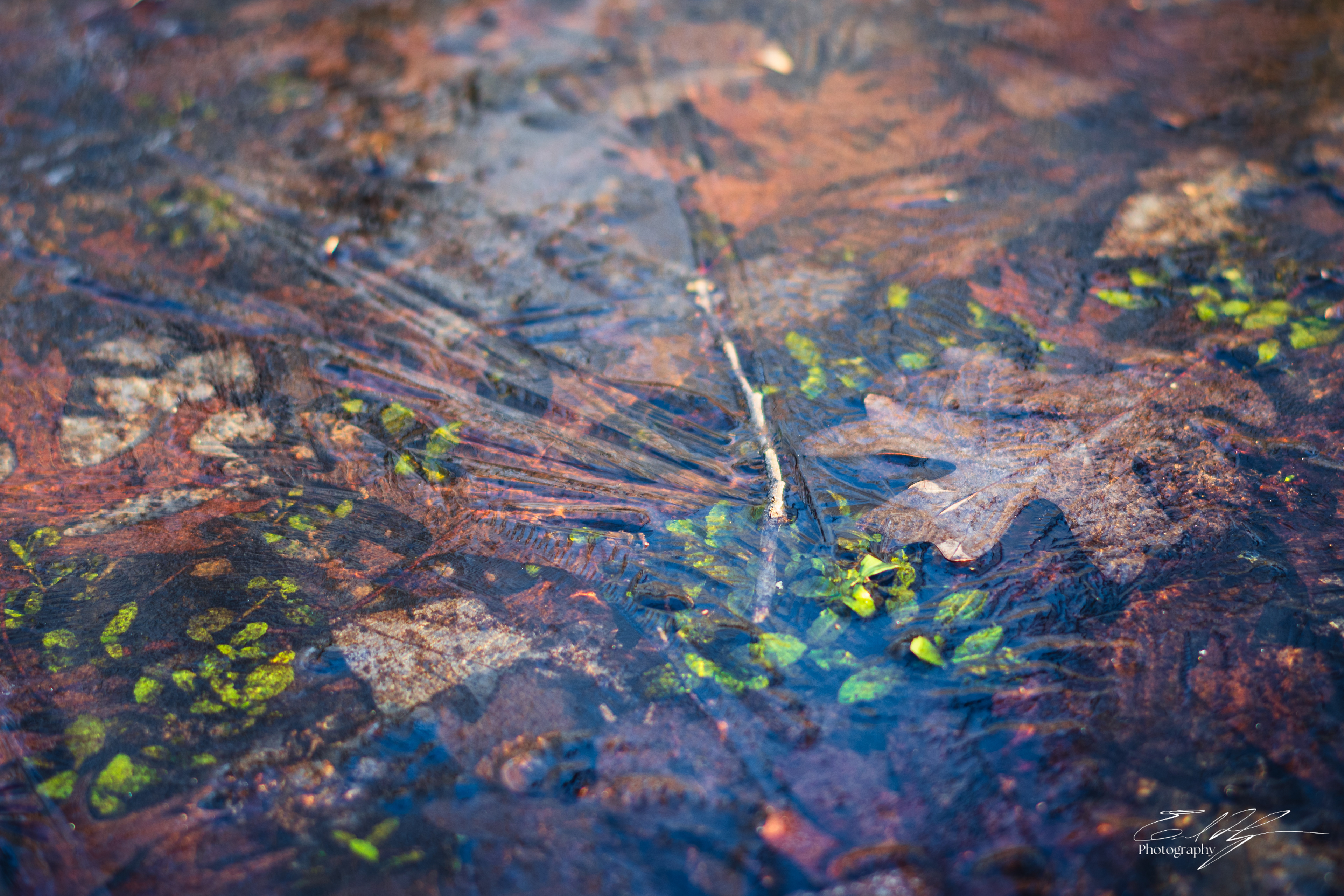 Sandy Creek Ice Portrait   XII