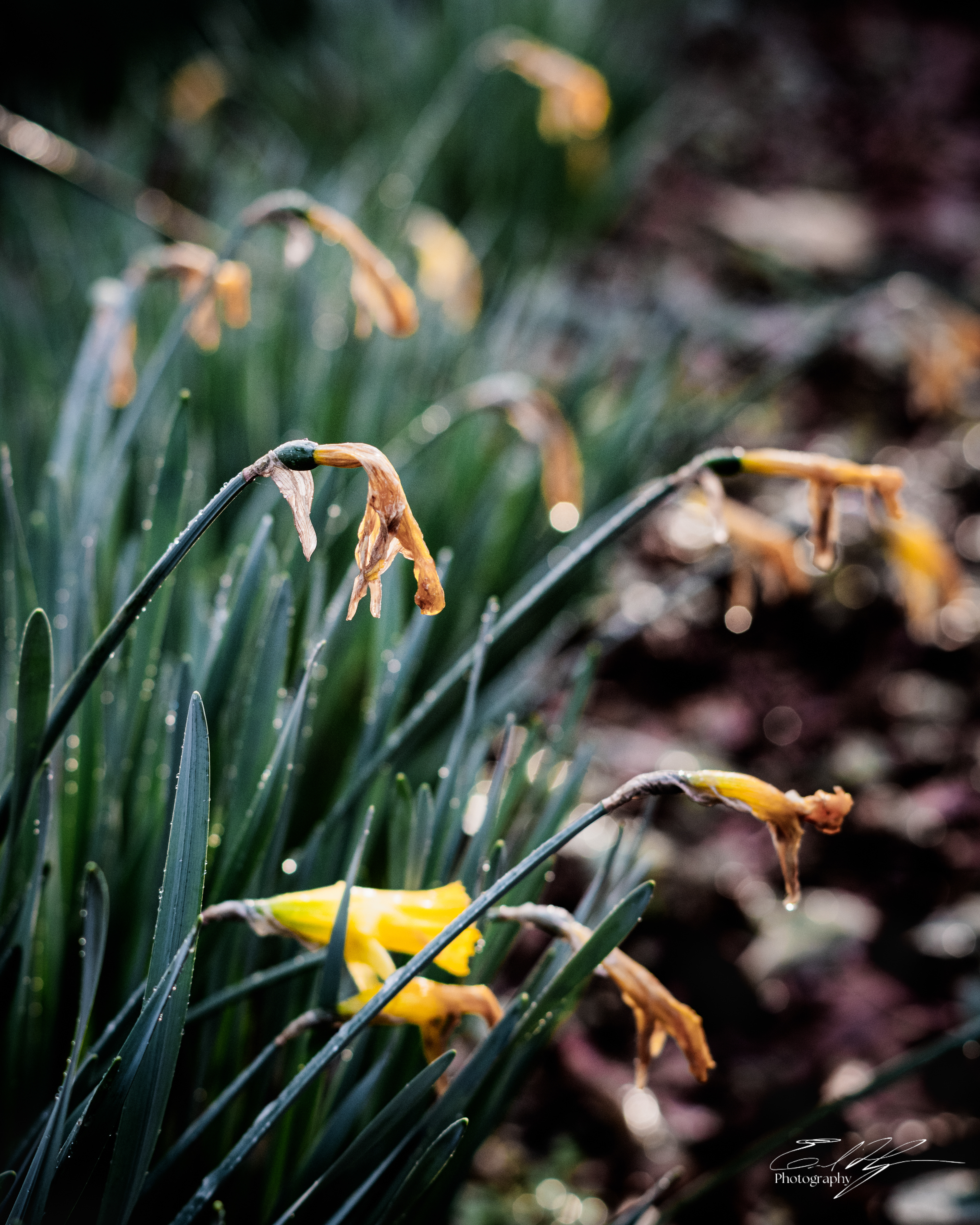 Wabi Sabi Stoic March 2025   I