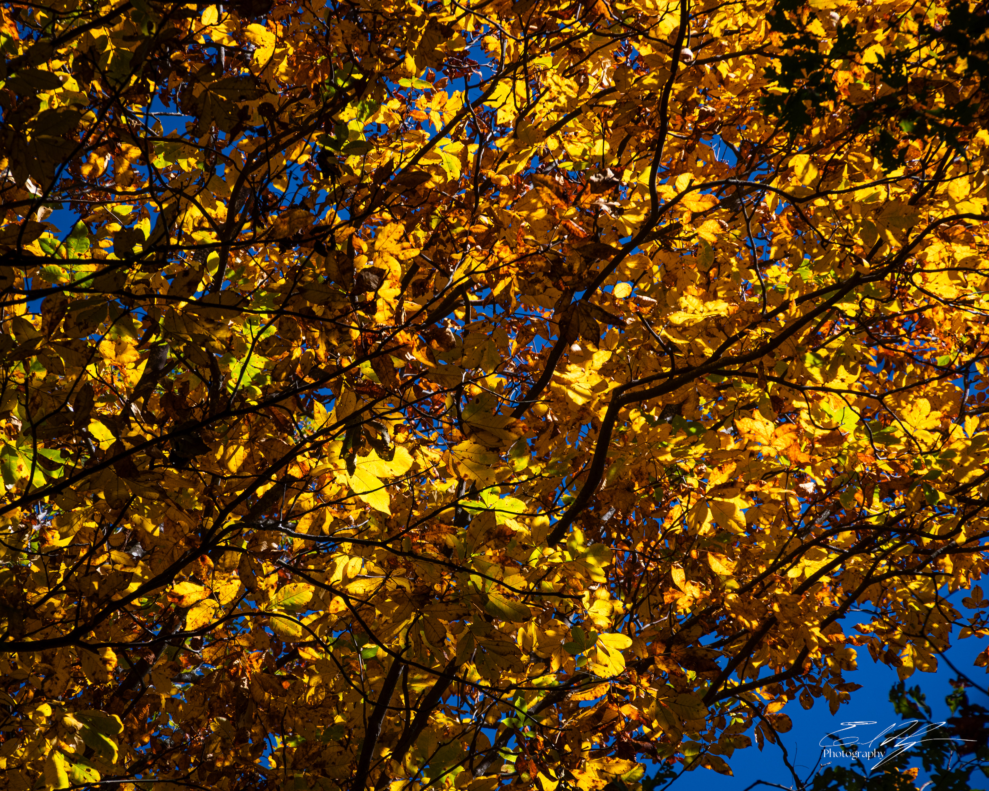 Day 2  Tree Portrait