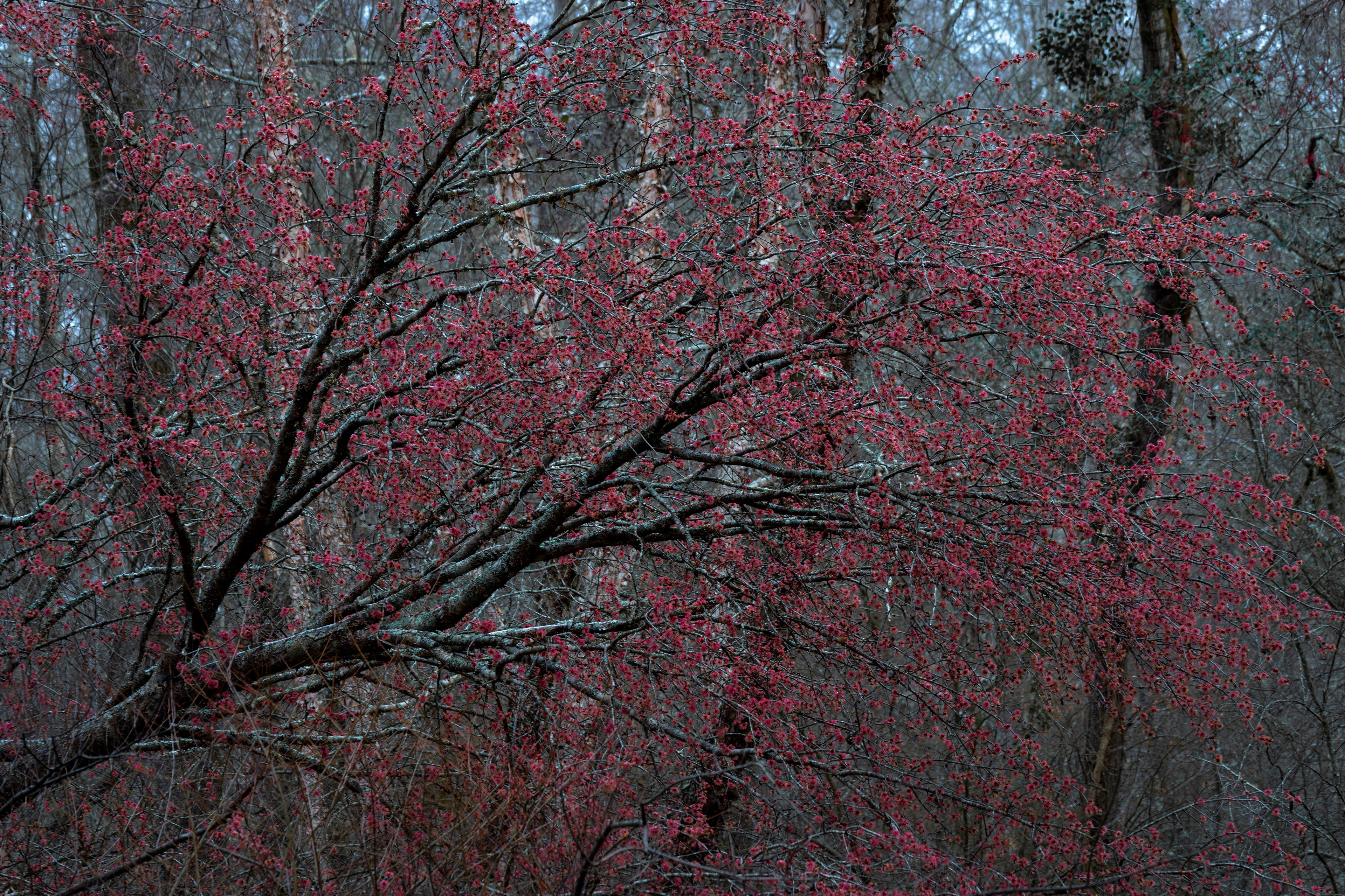 Sandy Creek Nature Center January 2022   II