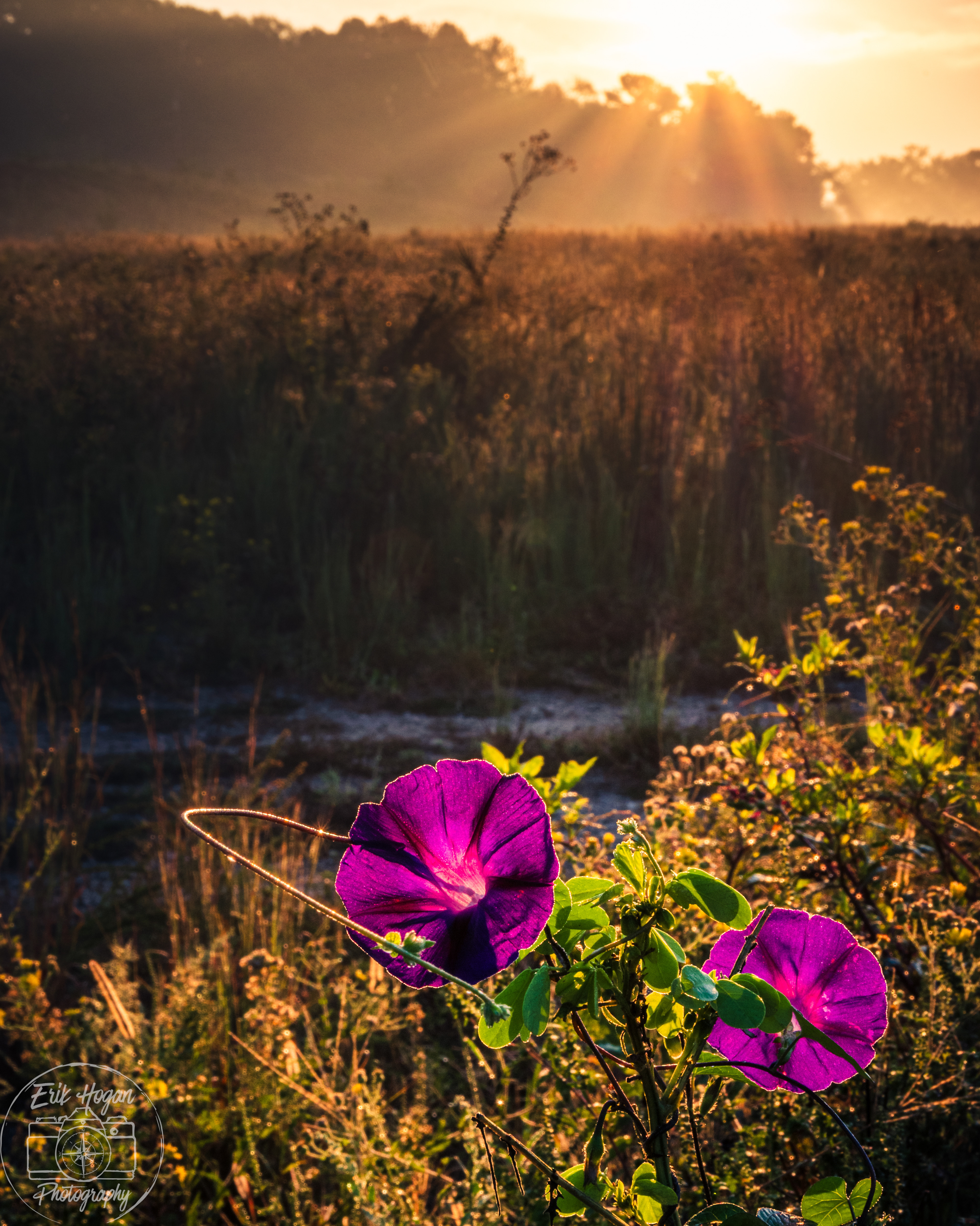 Boley Dr October 2024   II