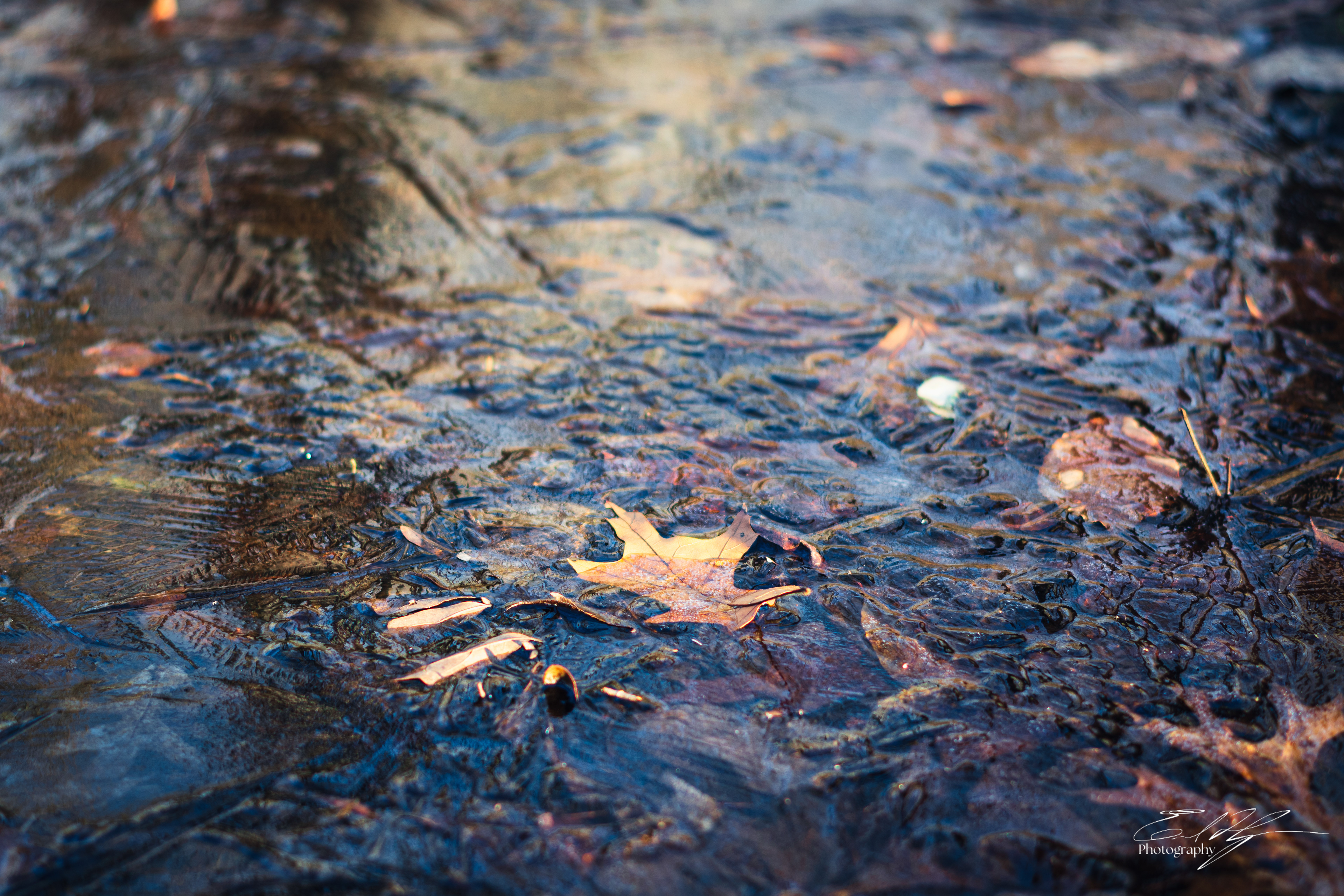 Sandy Creek Ice Portrait   XI