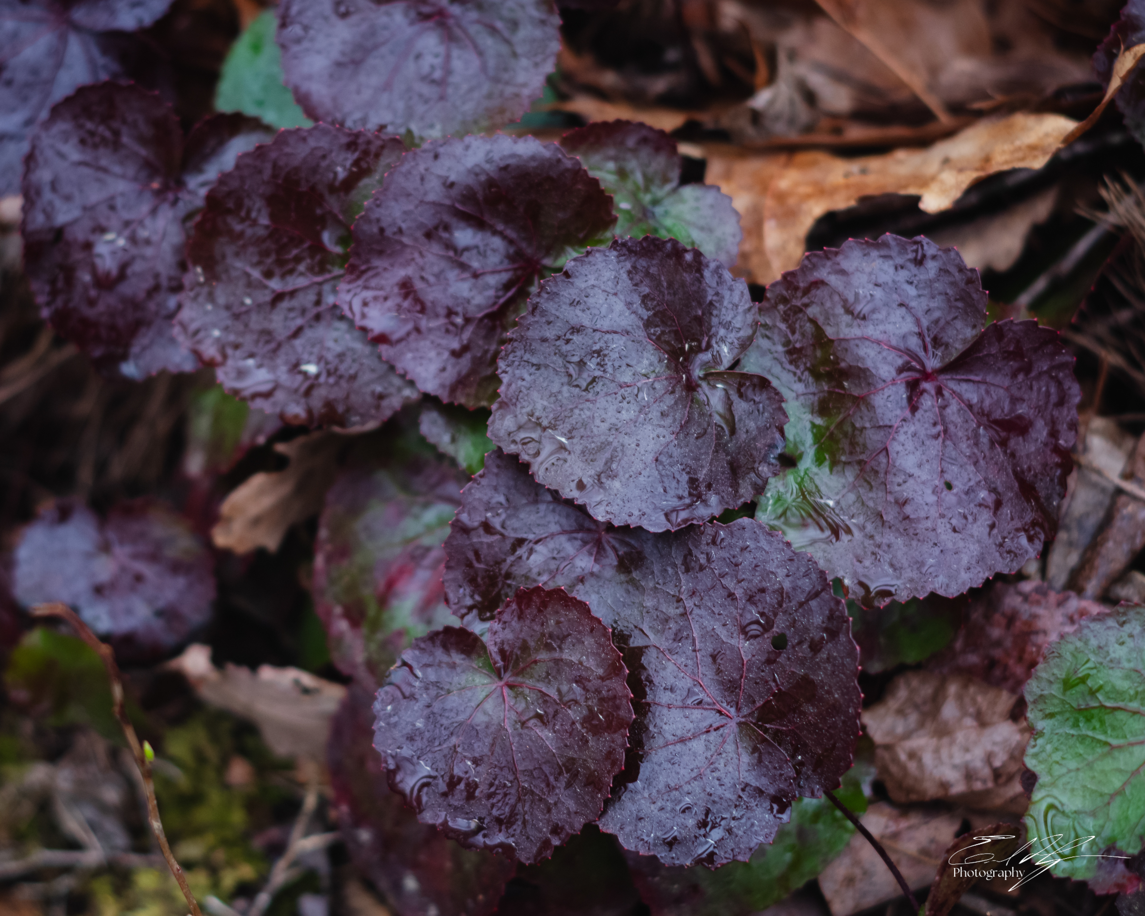 Early Spring 2025   XXI