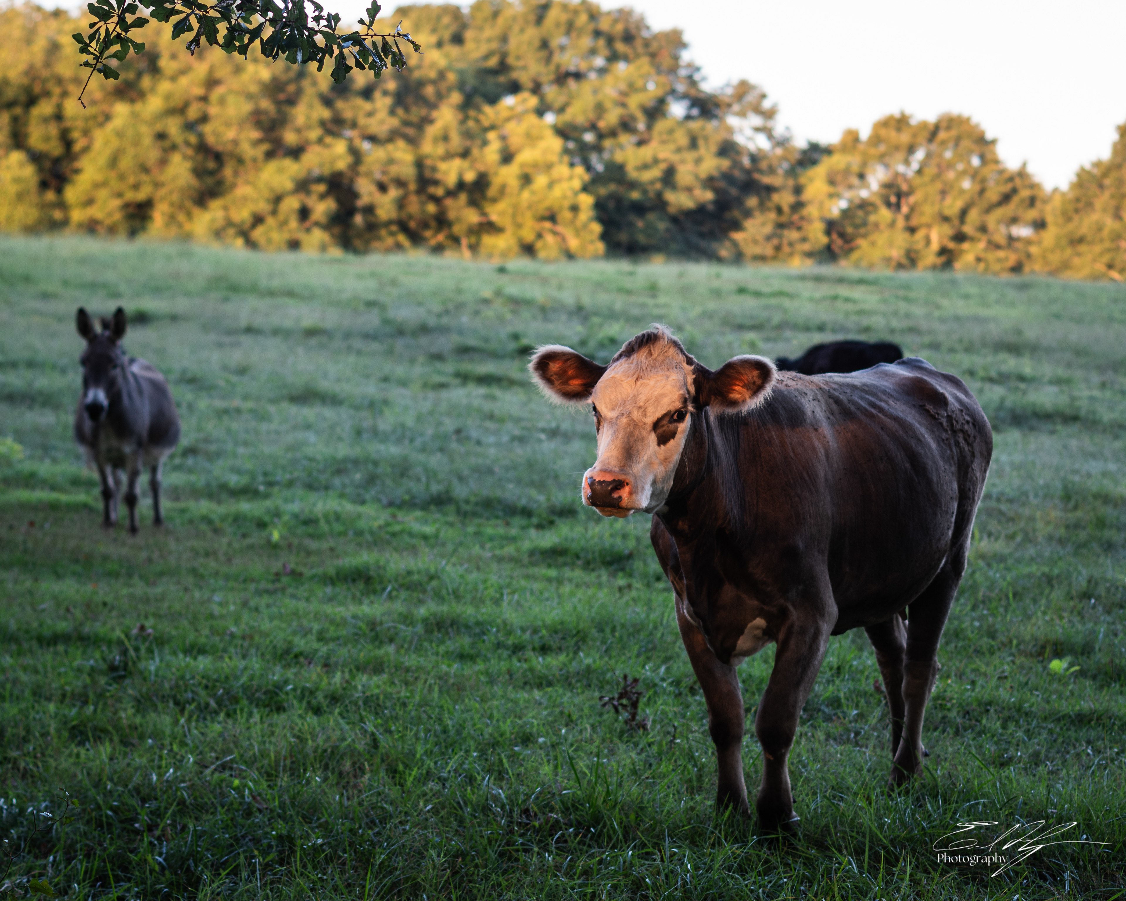 Cow Portrait September 2025  I