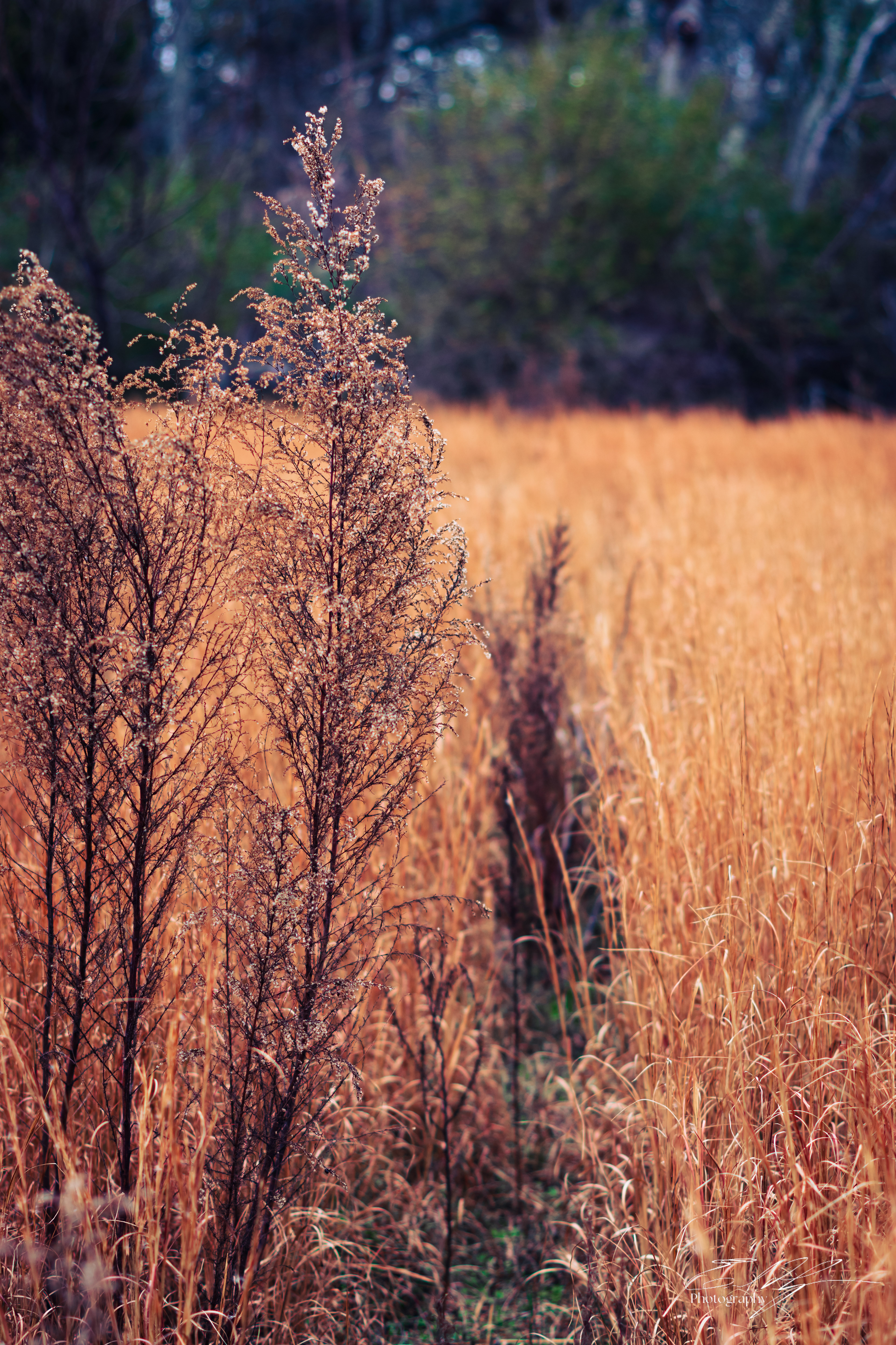 Walton County December 2024   IV