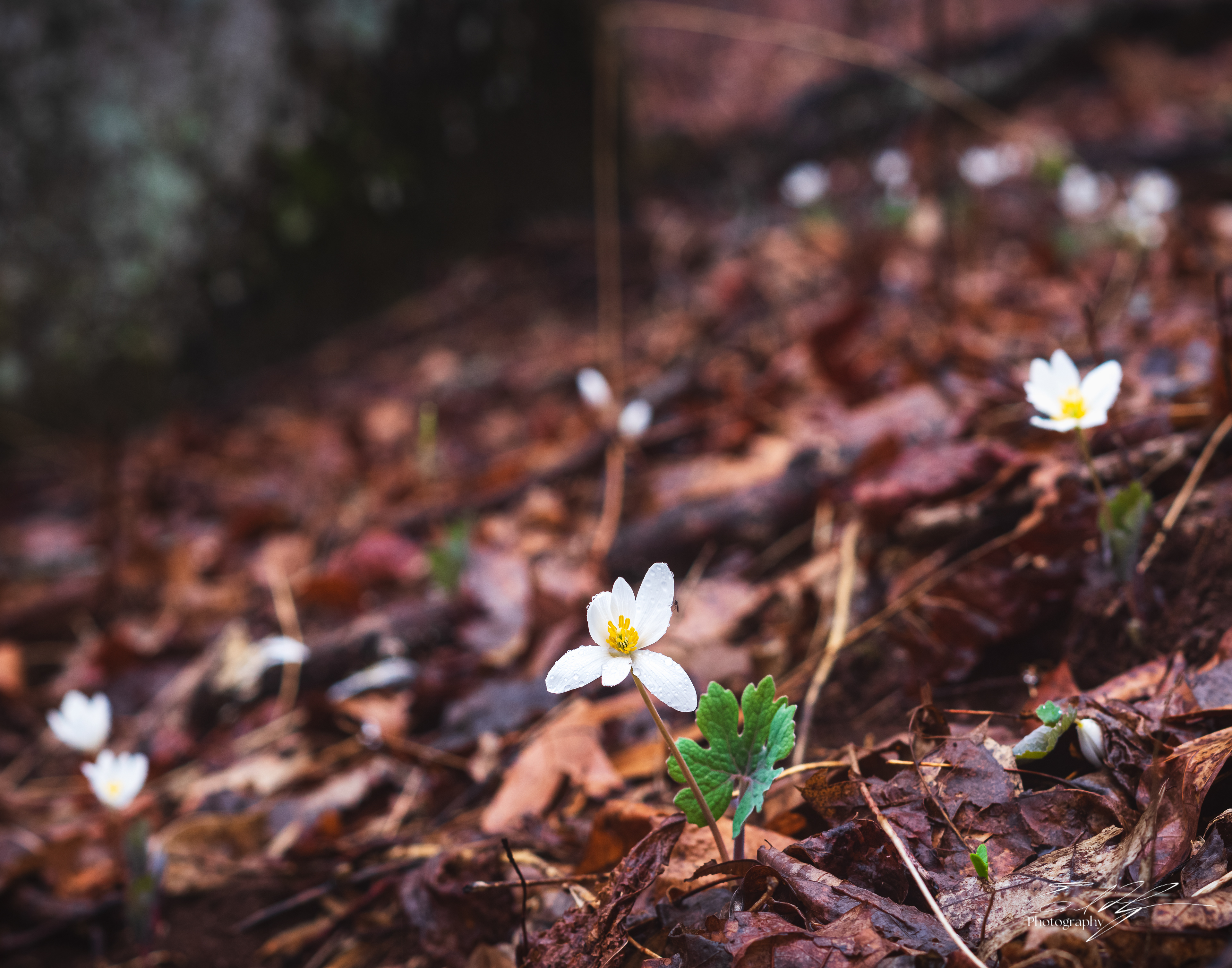 Bloodroot   I