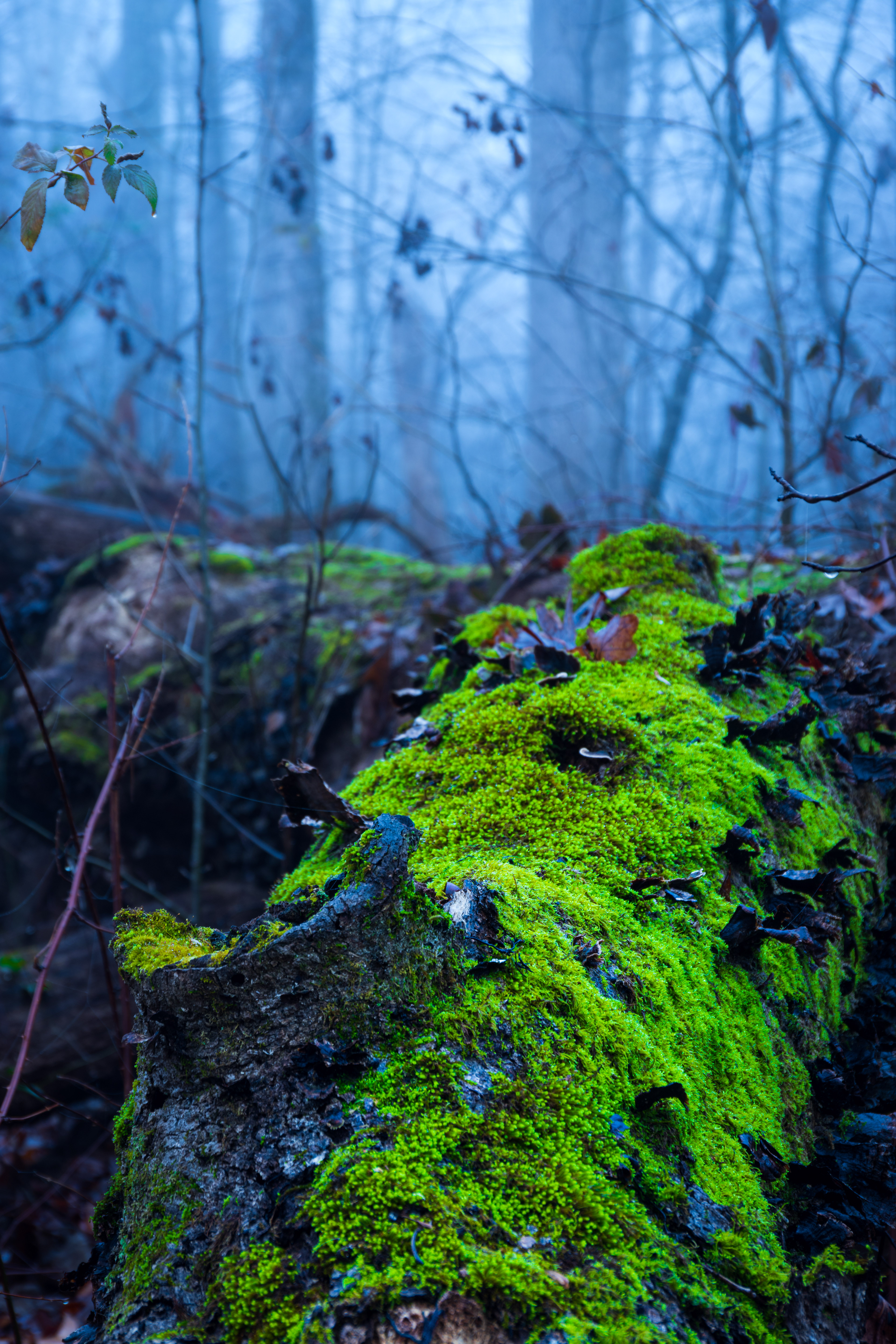 Morton Rd January 2023   I