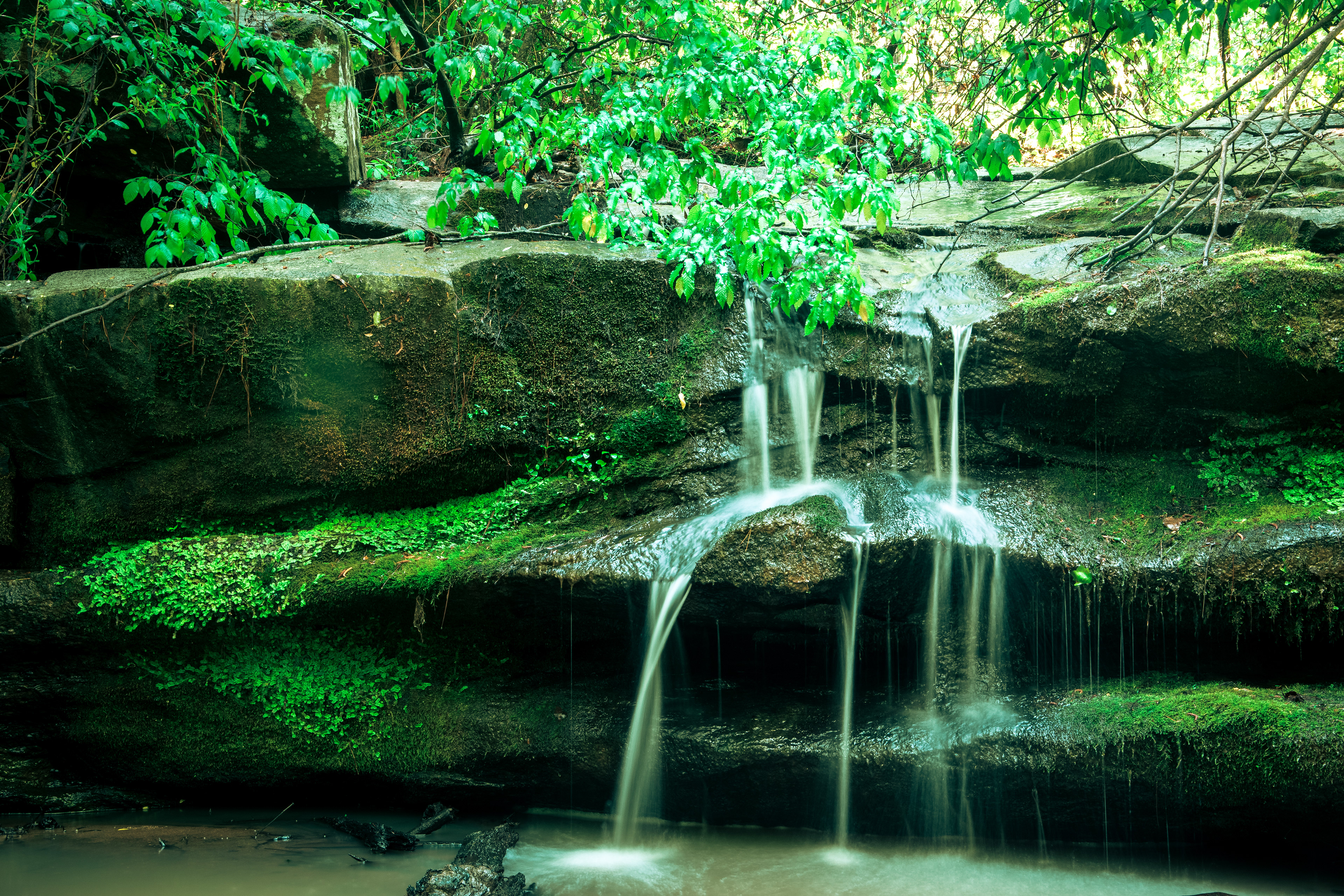 Oconee National Forest April 2021   IV