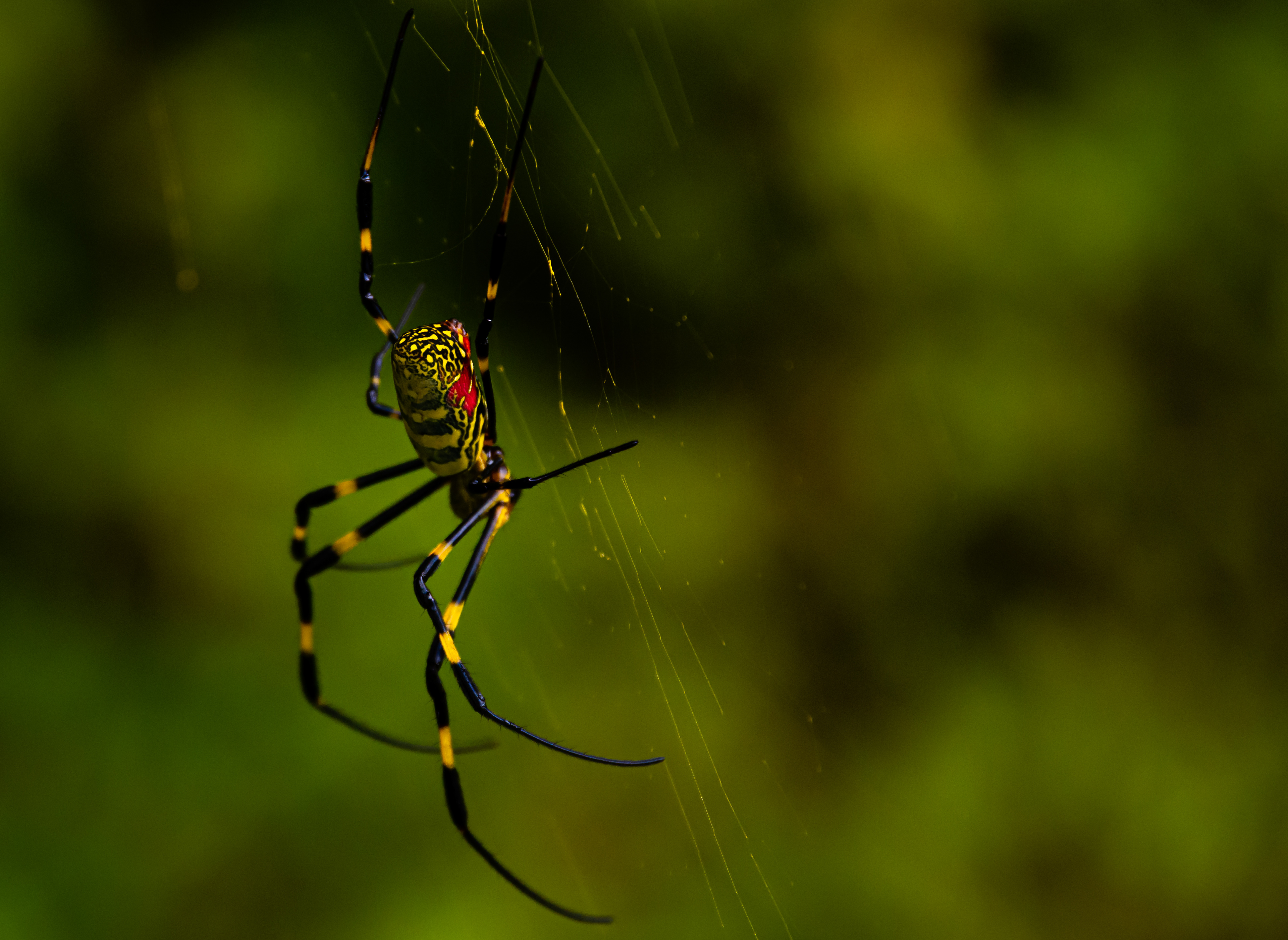 Joro Spider October 2021   II