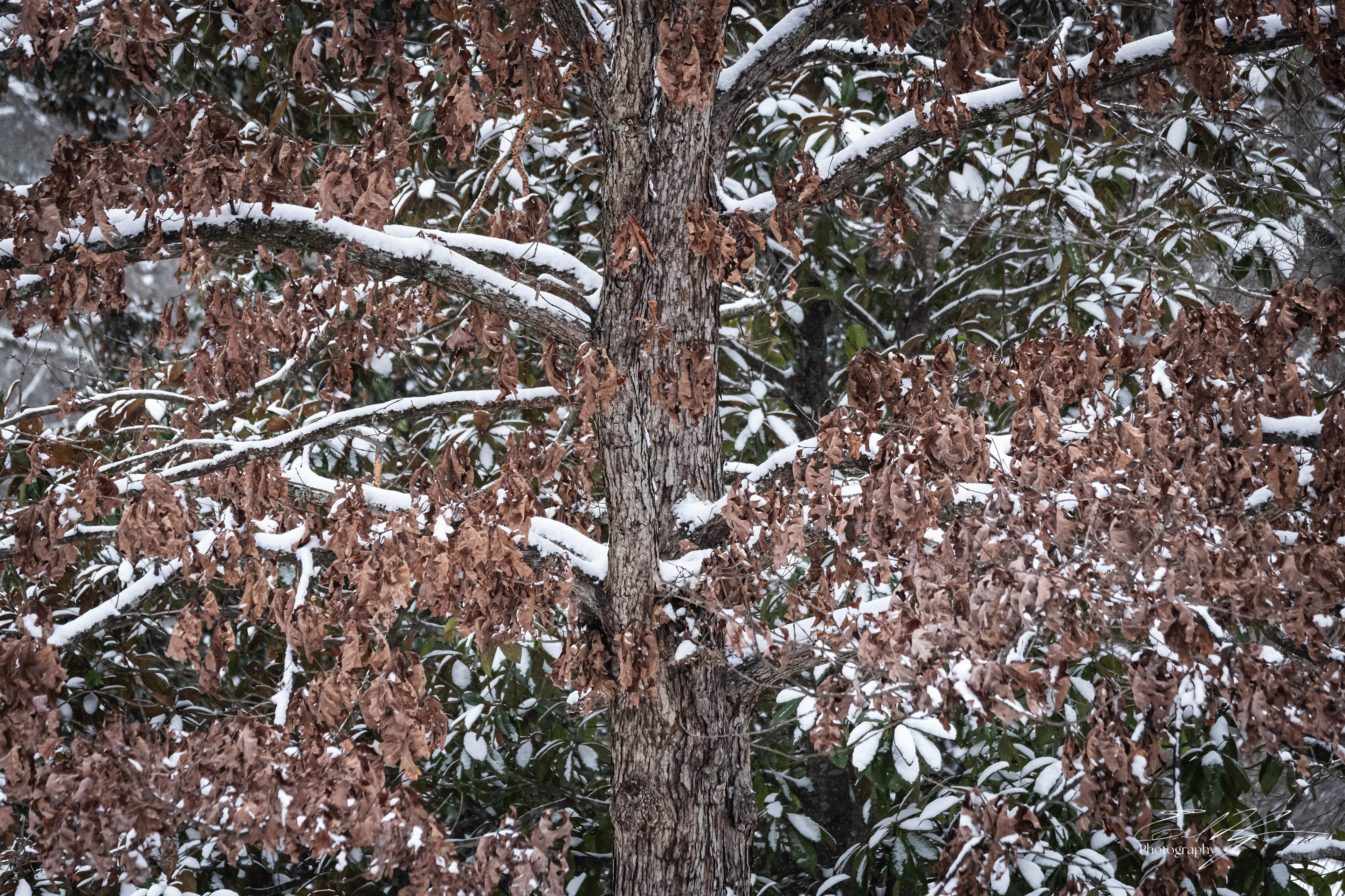 Snow Day January 2026 XIV