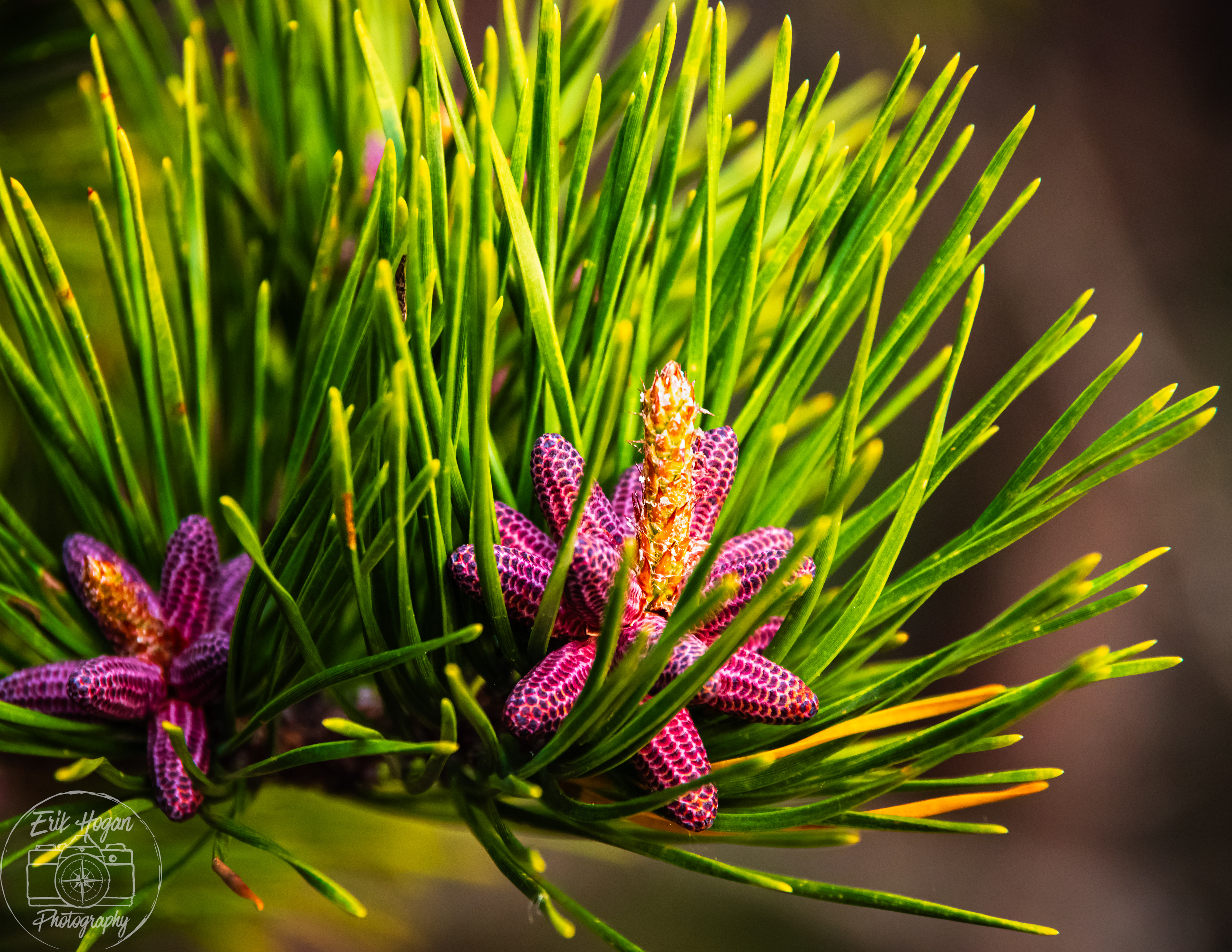 Panthertown Valley April 2024   III