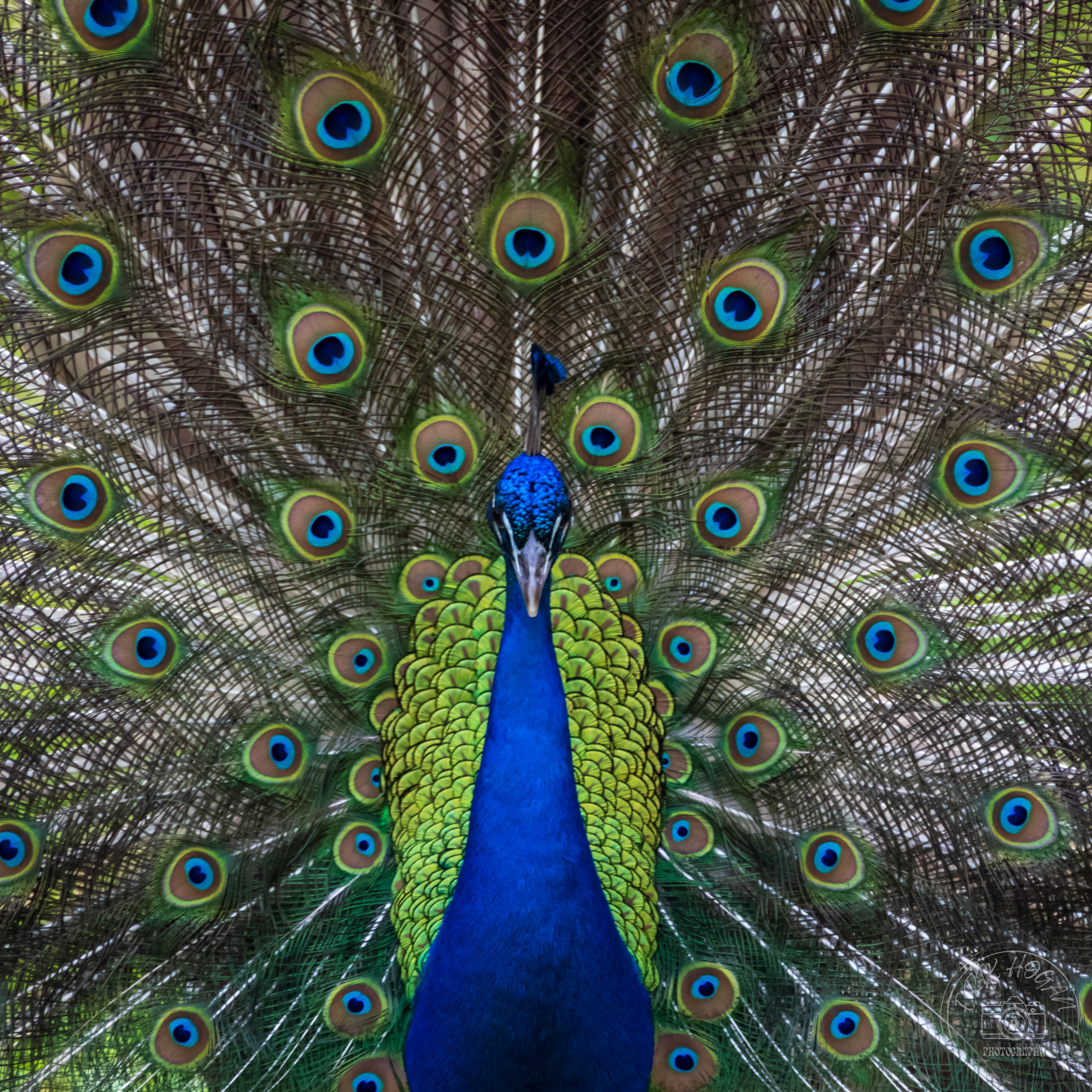 Nowhere Rd Peacock May 2023   II