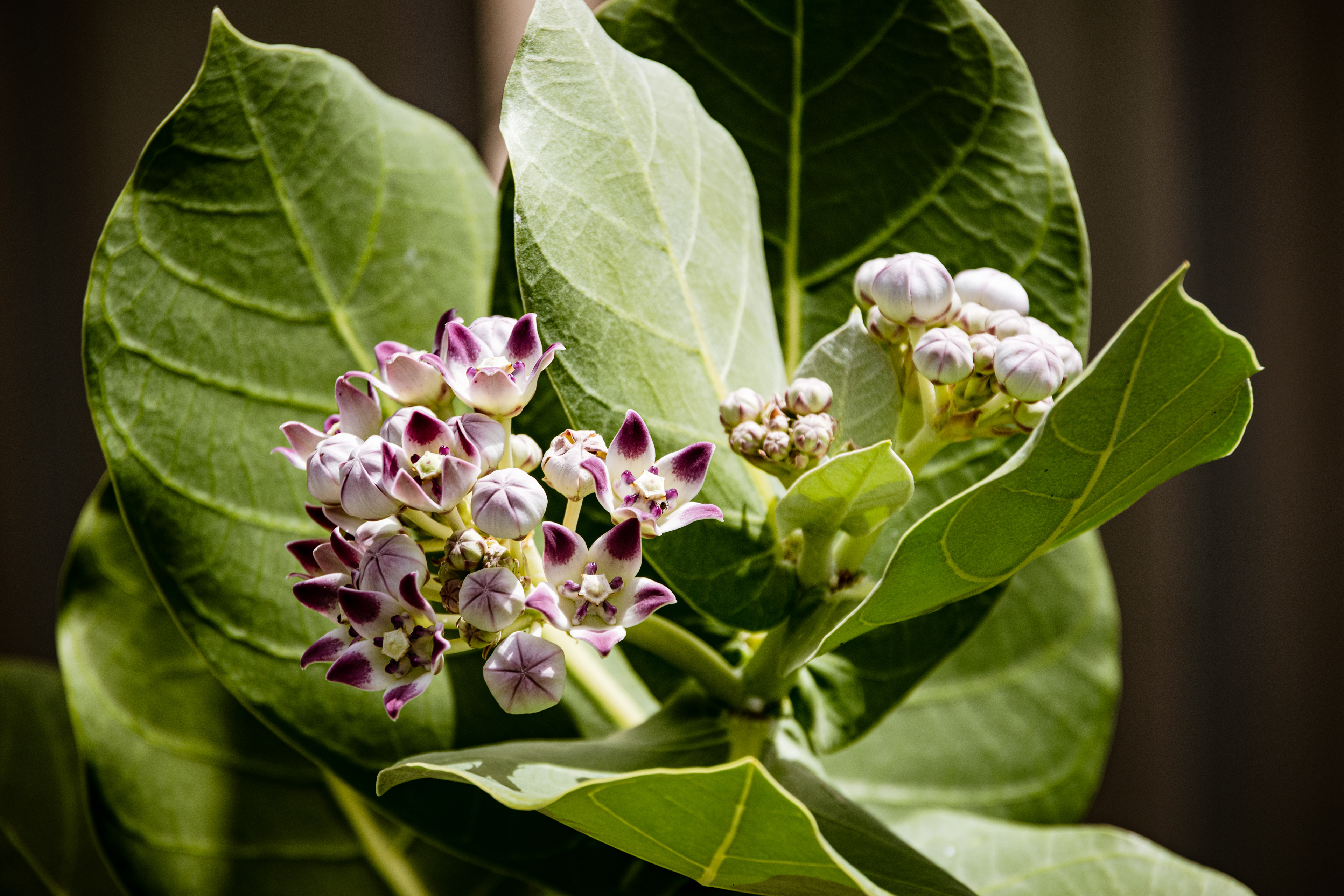 Puerto Plata, Dominican Republic July 2021   XIX