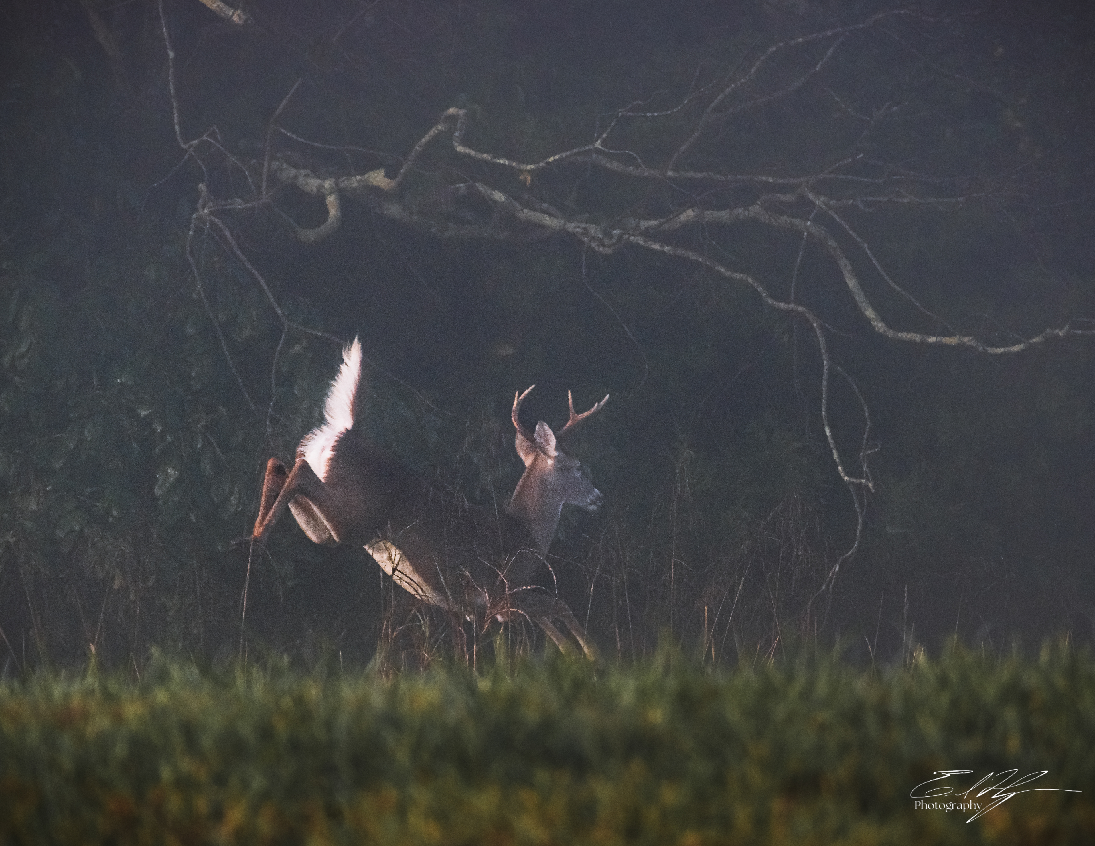 Nowhere Rd Deer November 2024   III