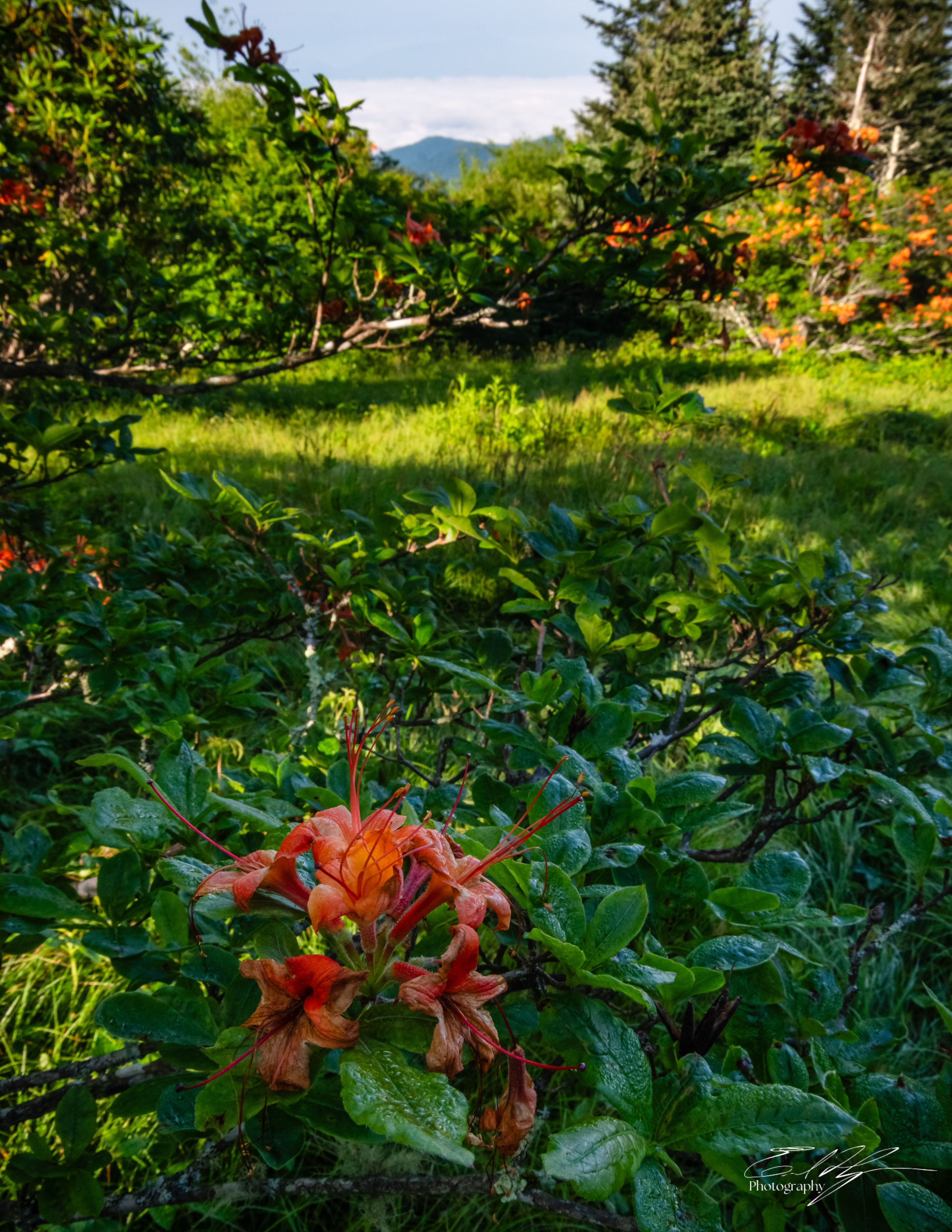 Andrew's Bald June 2025 XXI