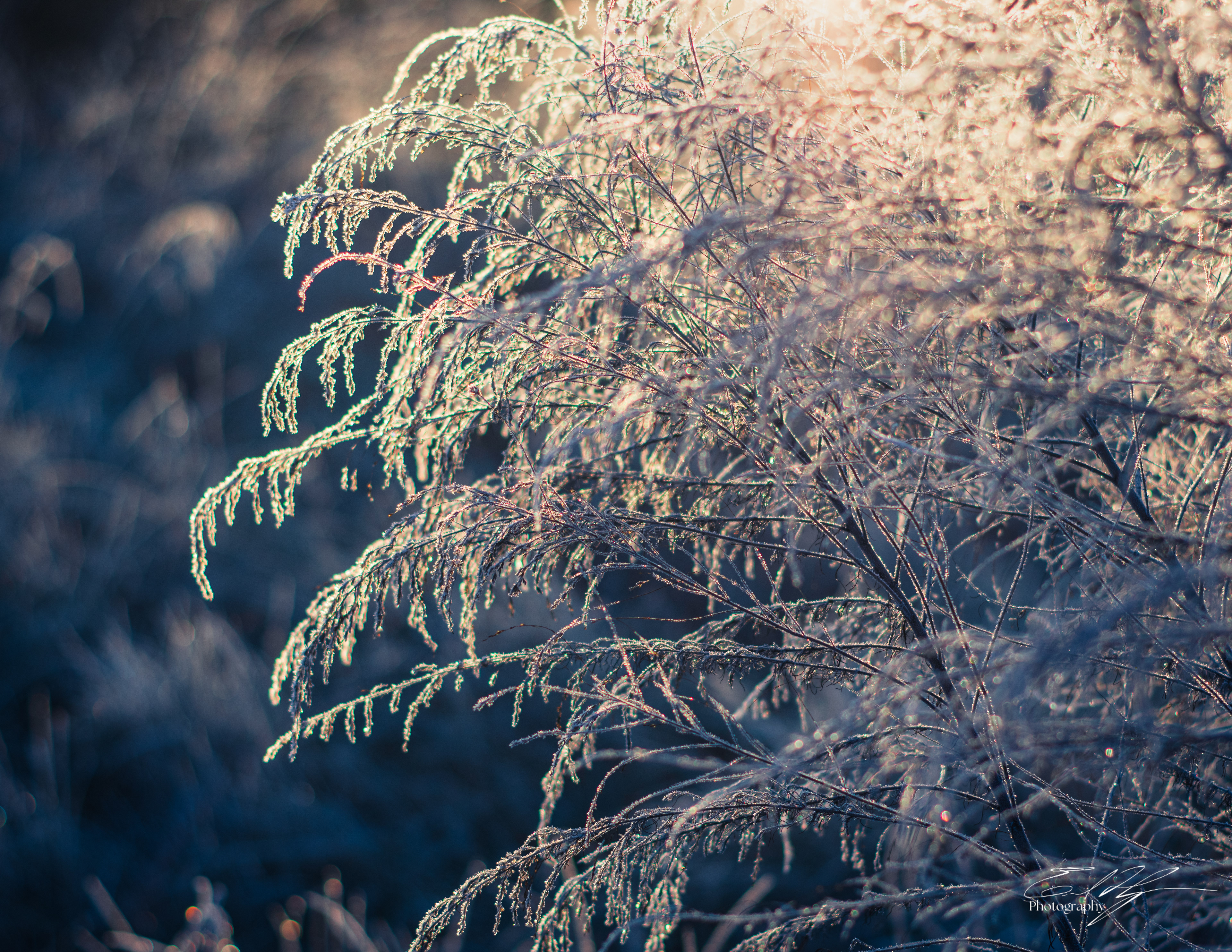 Frosty Sunrise January 2025   IV