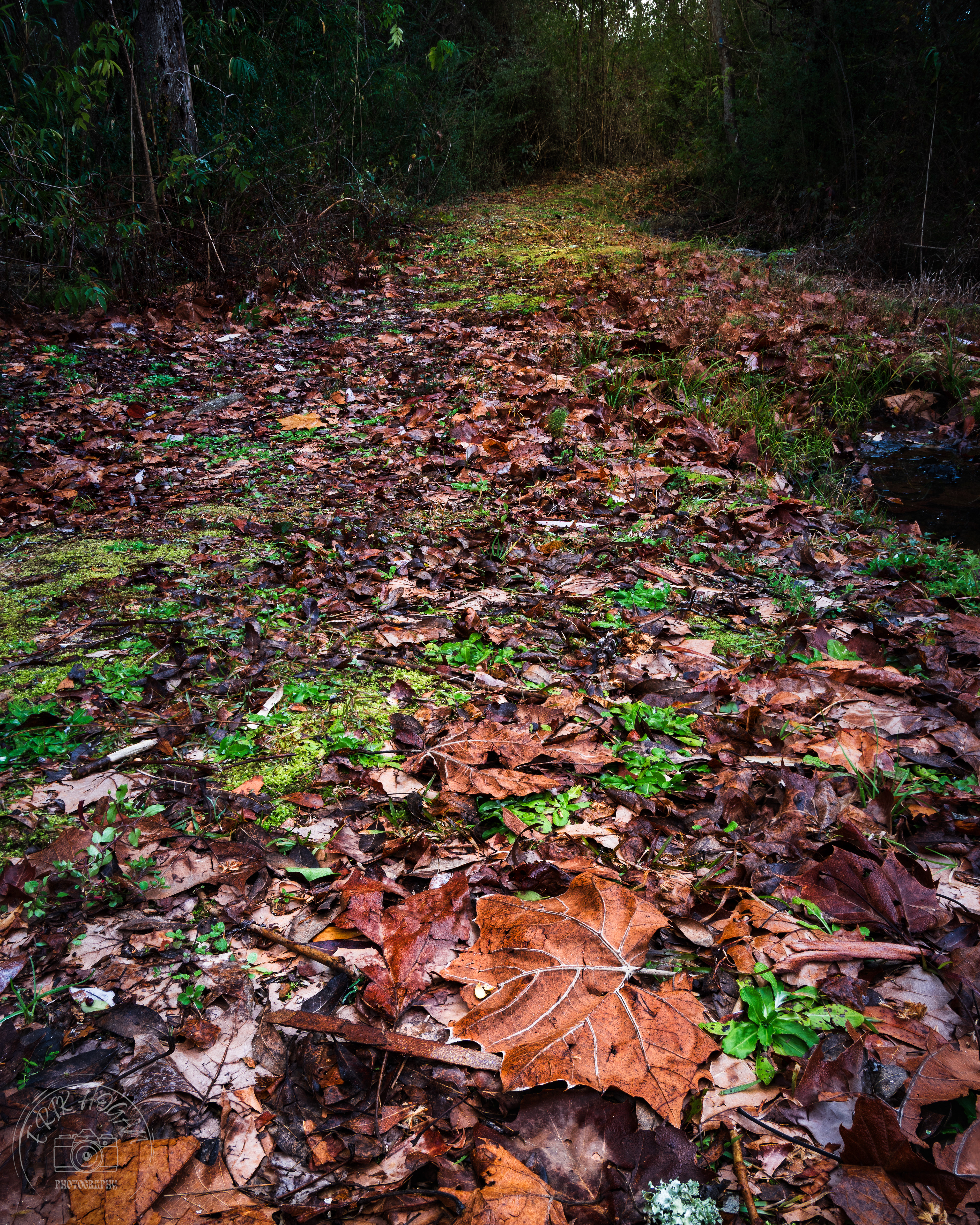 Green Bough House of Prayer January 2024   VI