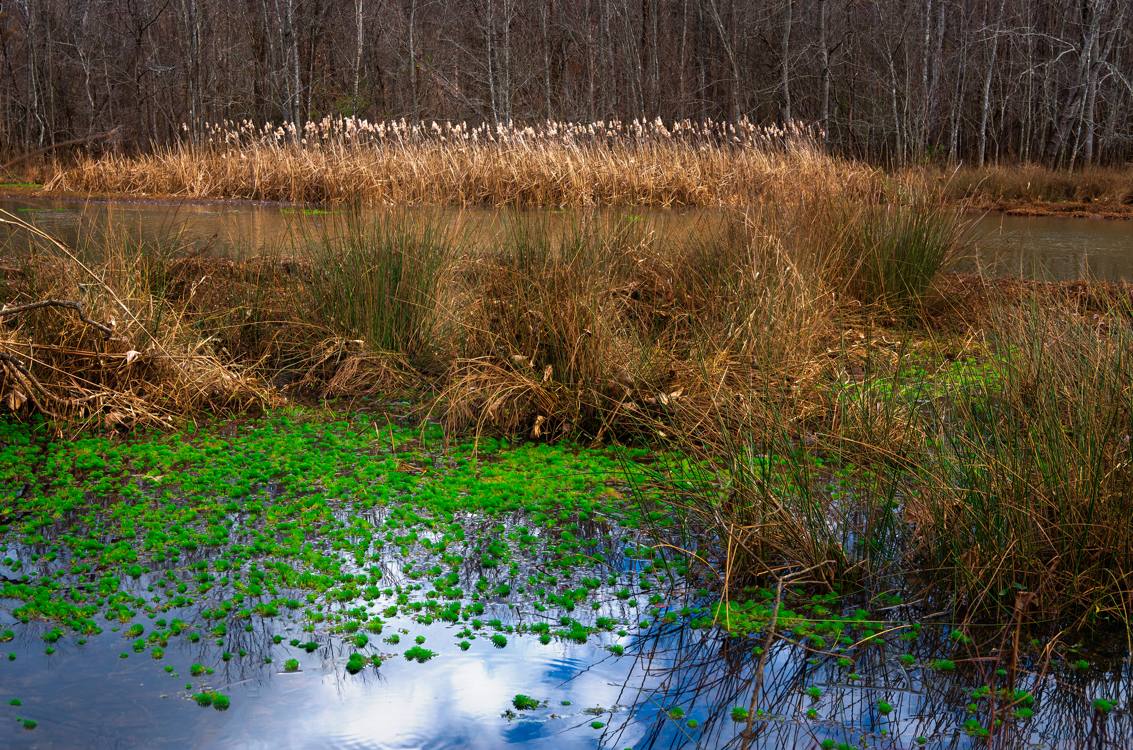 Dyar's Pasture December 2021   V