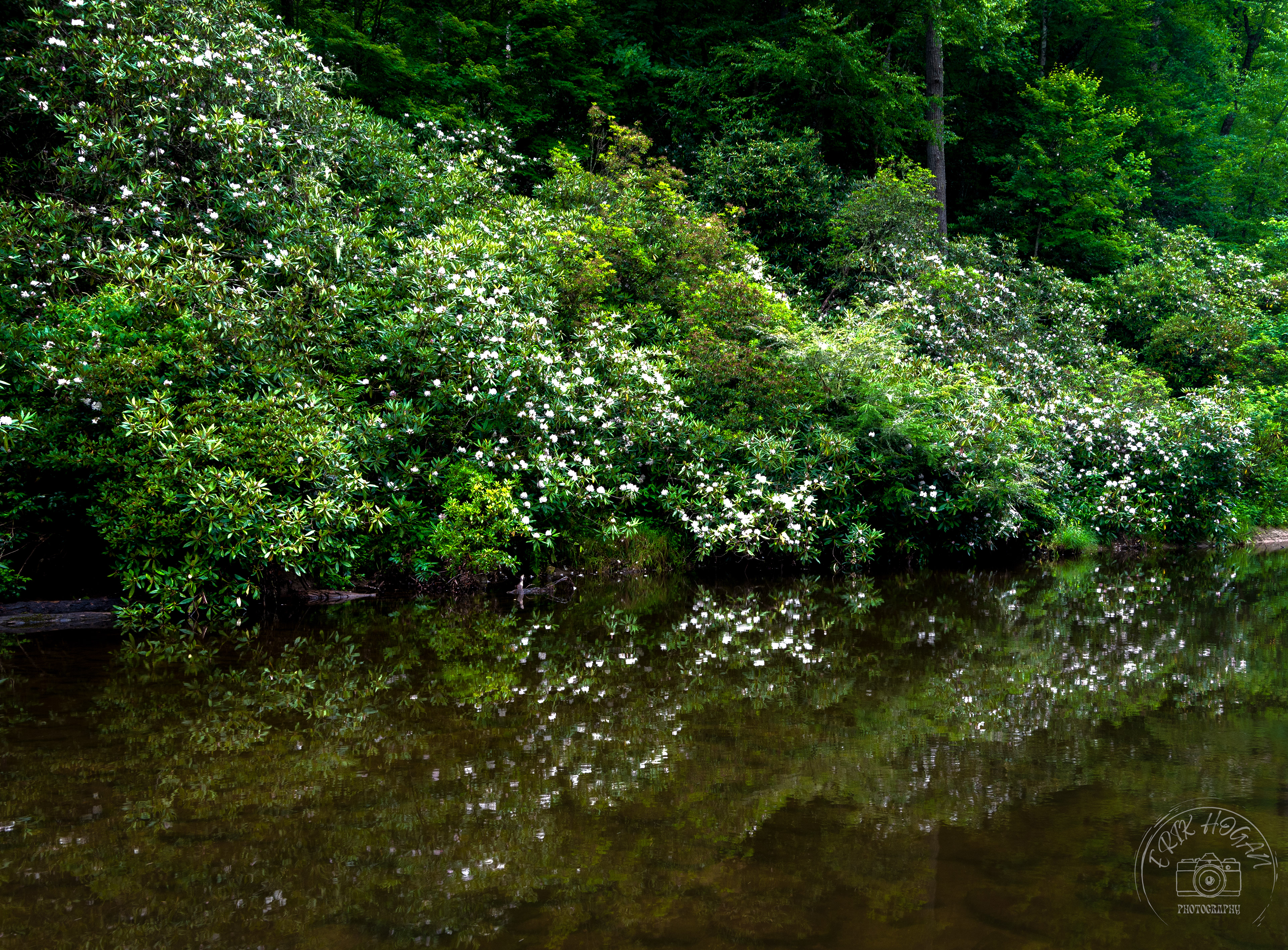 Ellicott Rock Wilderness July 2022   II