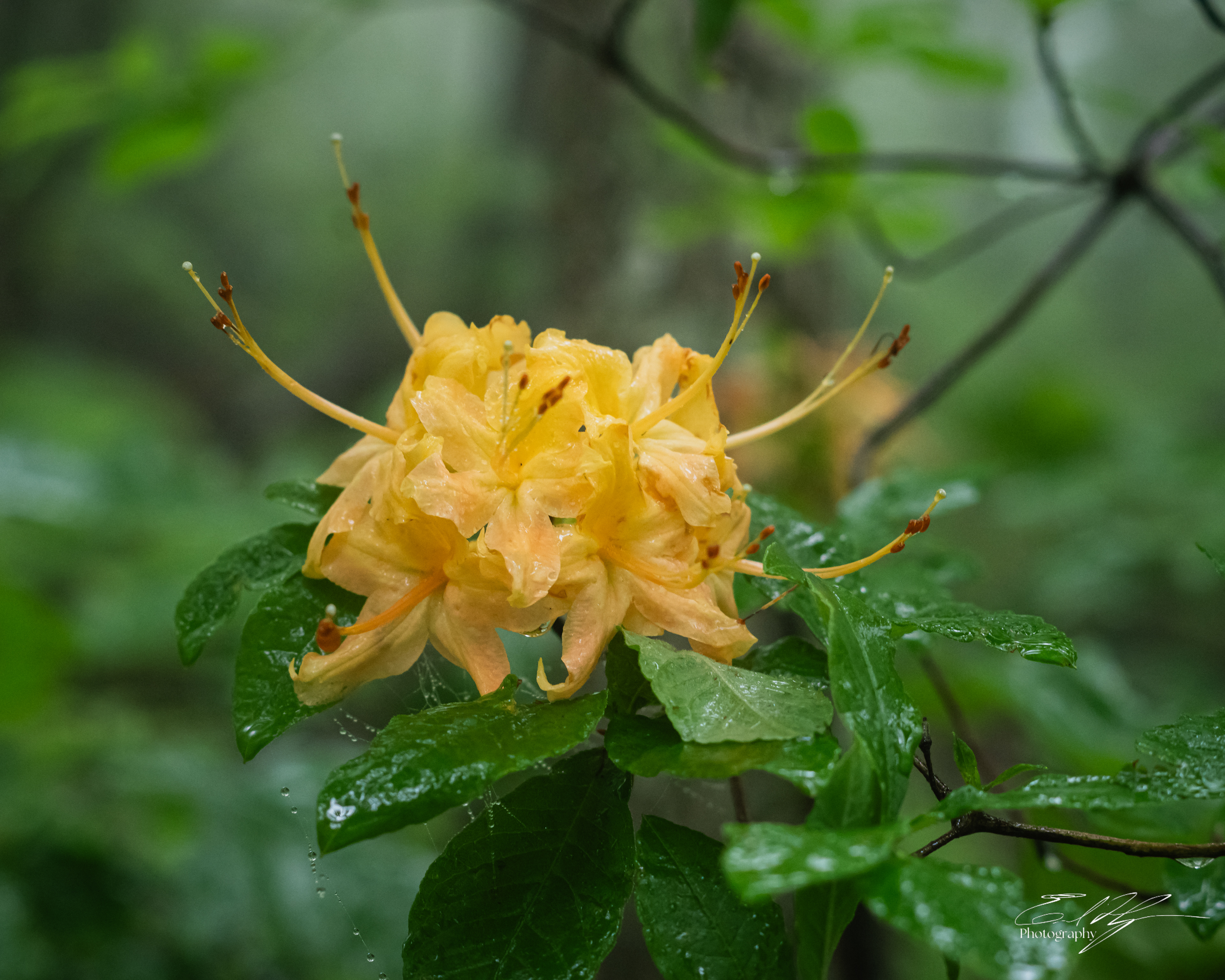 Long Hungry Ridge Trail June 2025 II