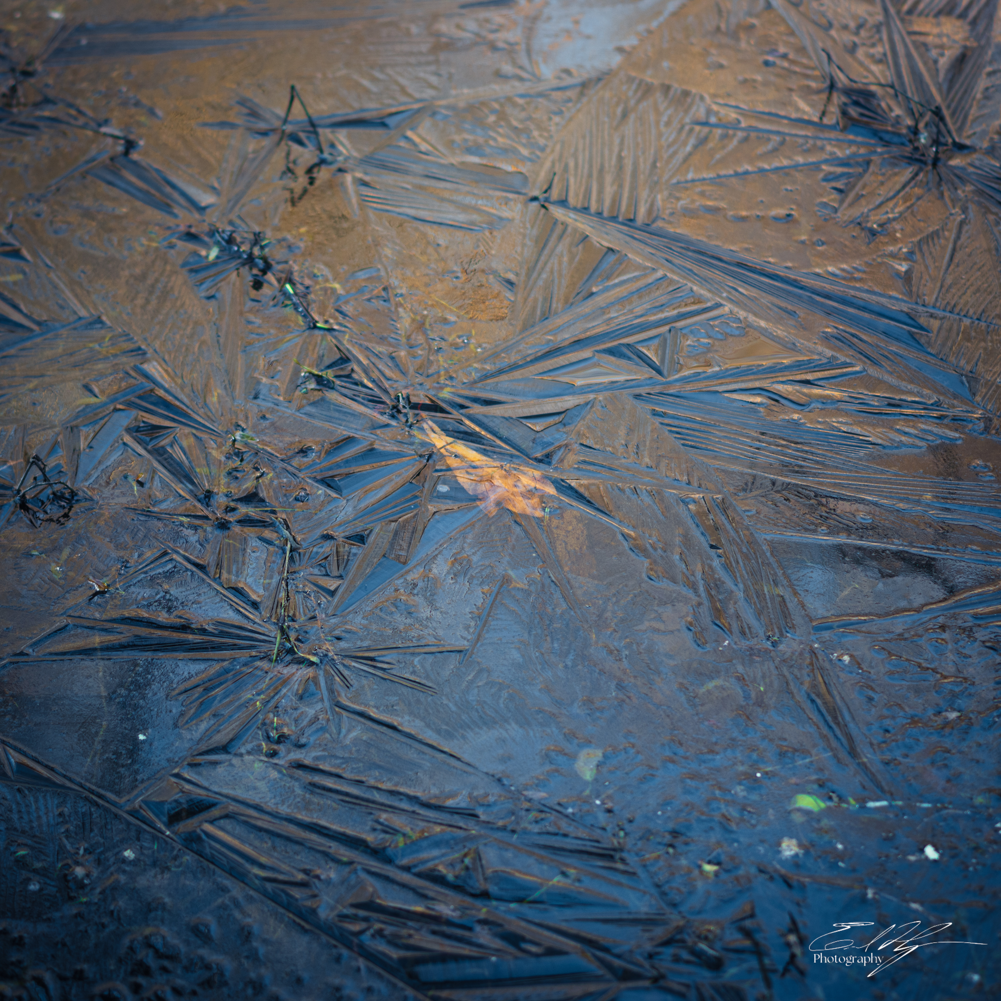 Sandy Creek Ice Portrait   V