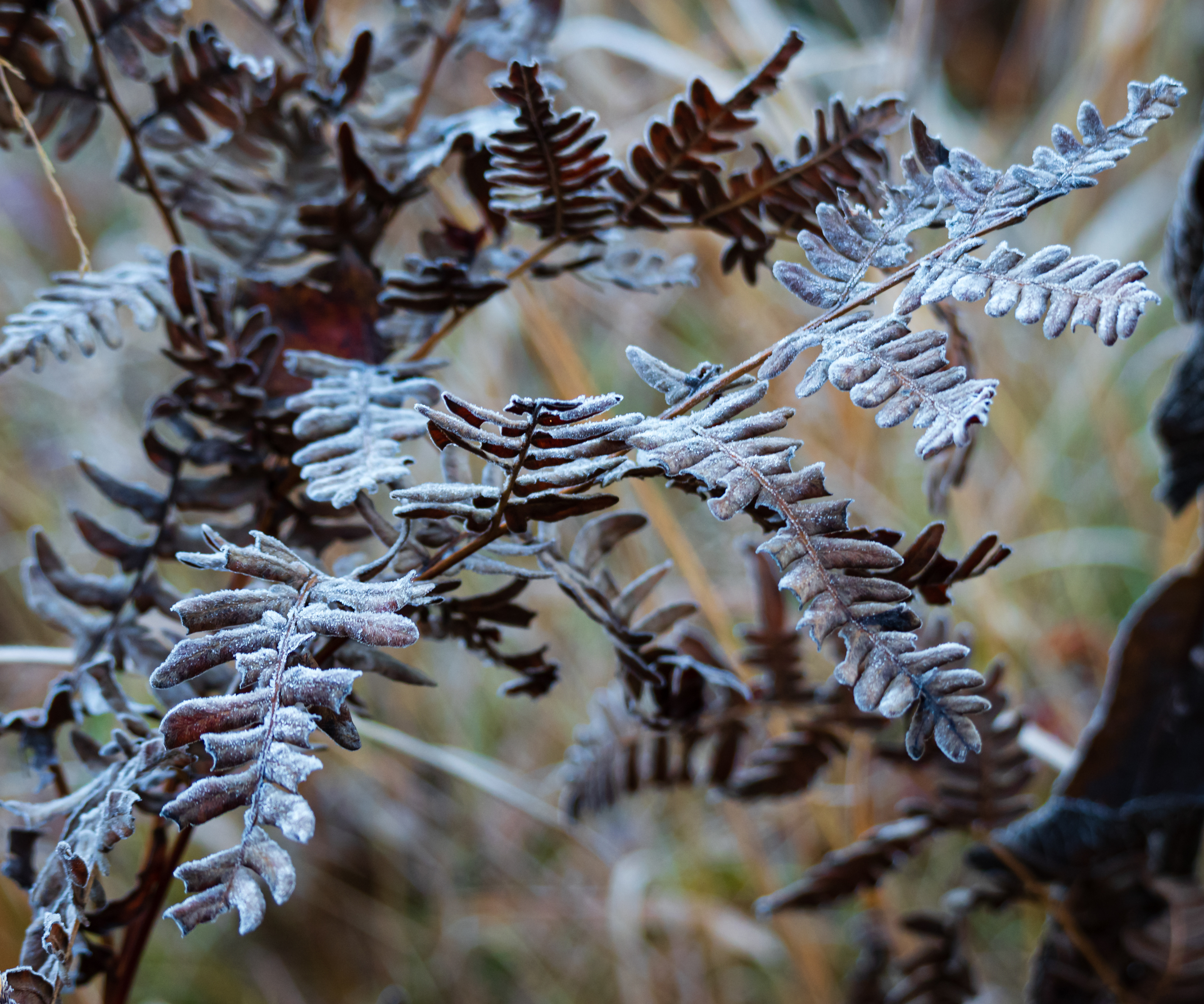 Cataloochee Valley October 2022   XVIII