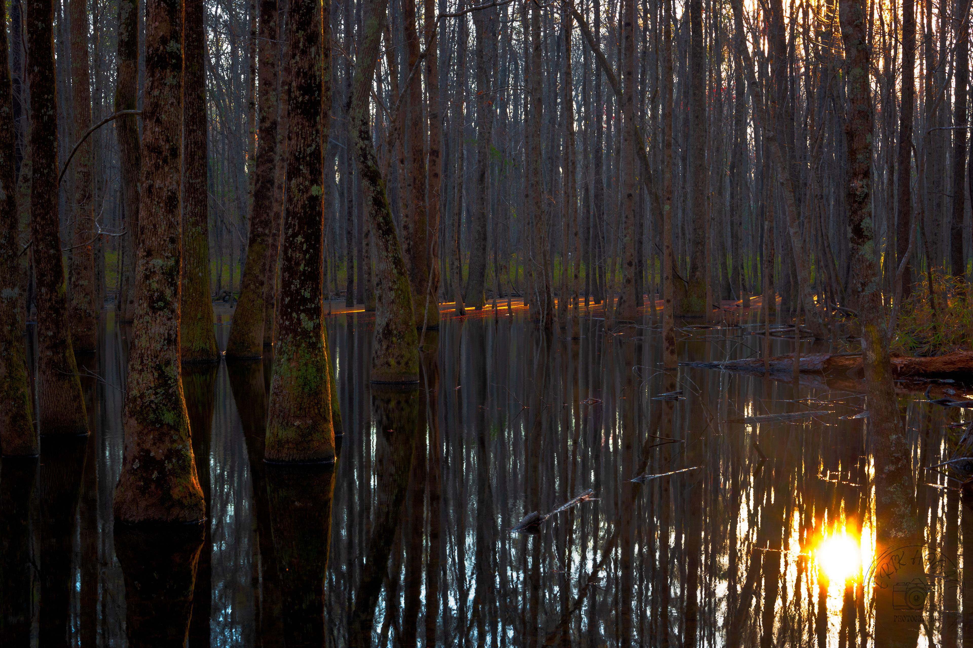 Bartram Forest WMA, Milledgeville March 2022   II