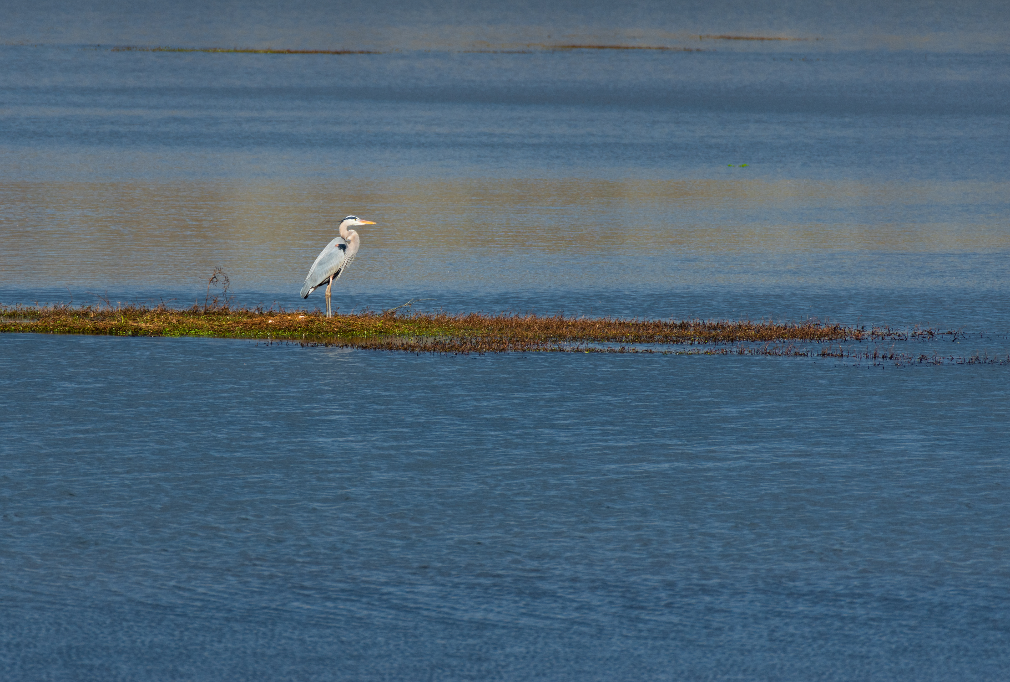 Dyar's Pasture December 2021   VIII
