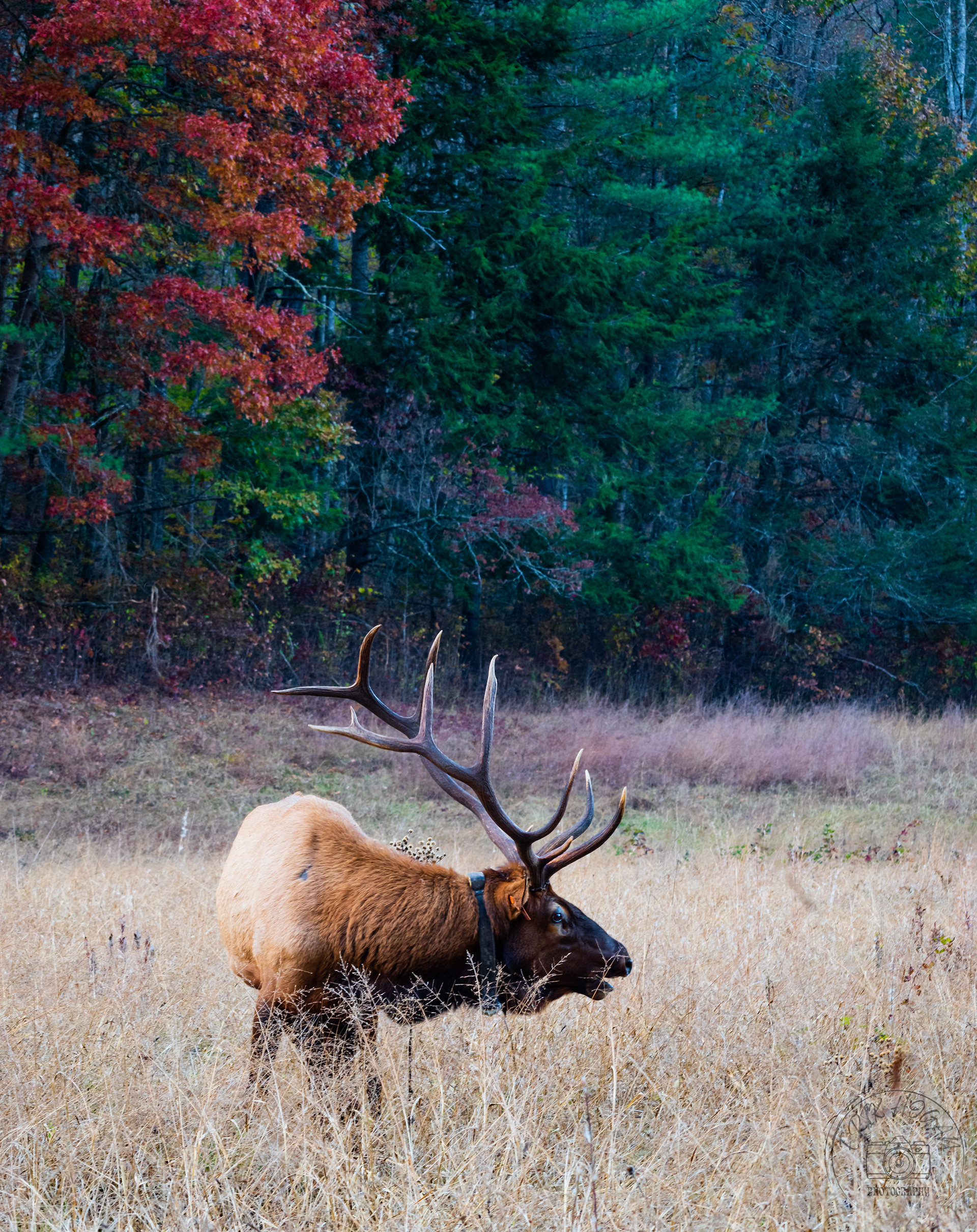Cataloochee Valley October 2022   XVI