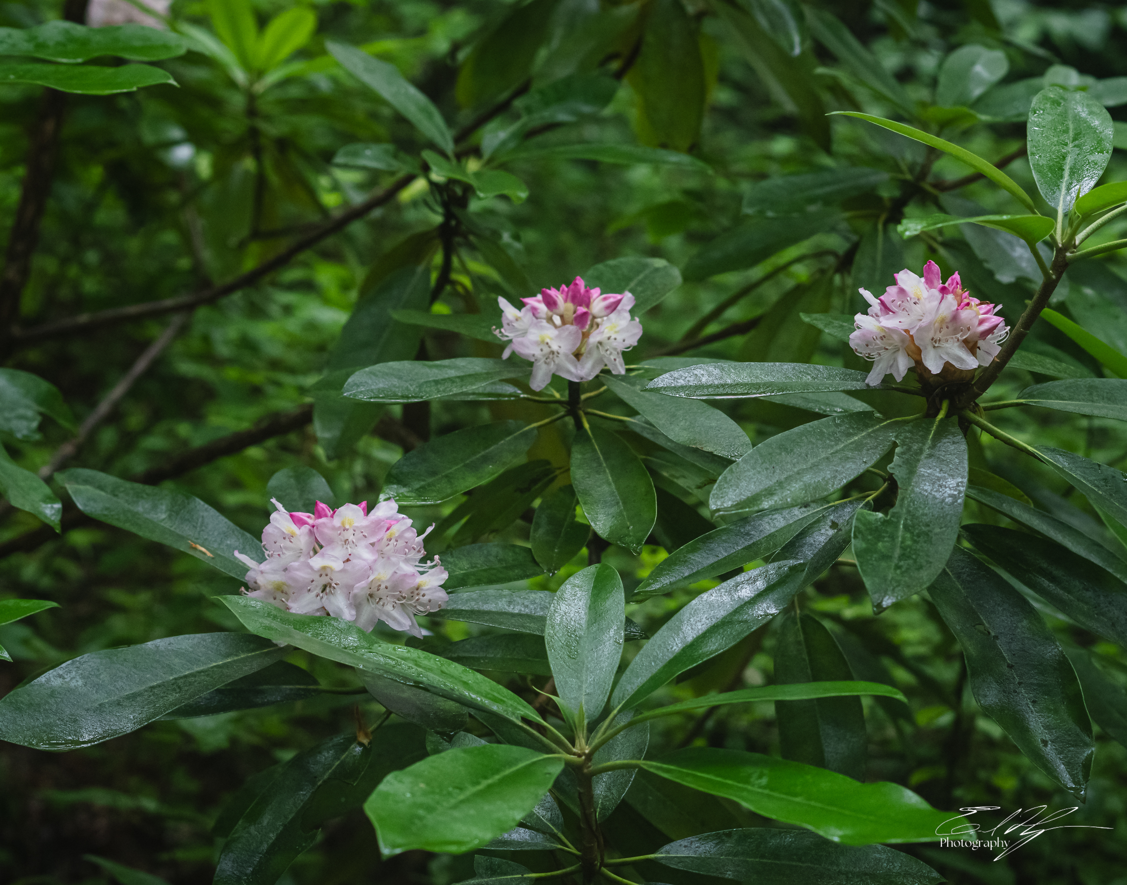 Long Hungry Ridge Trail June 2025 V