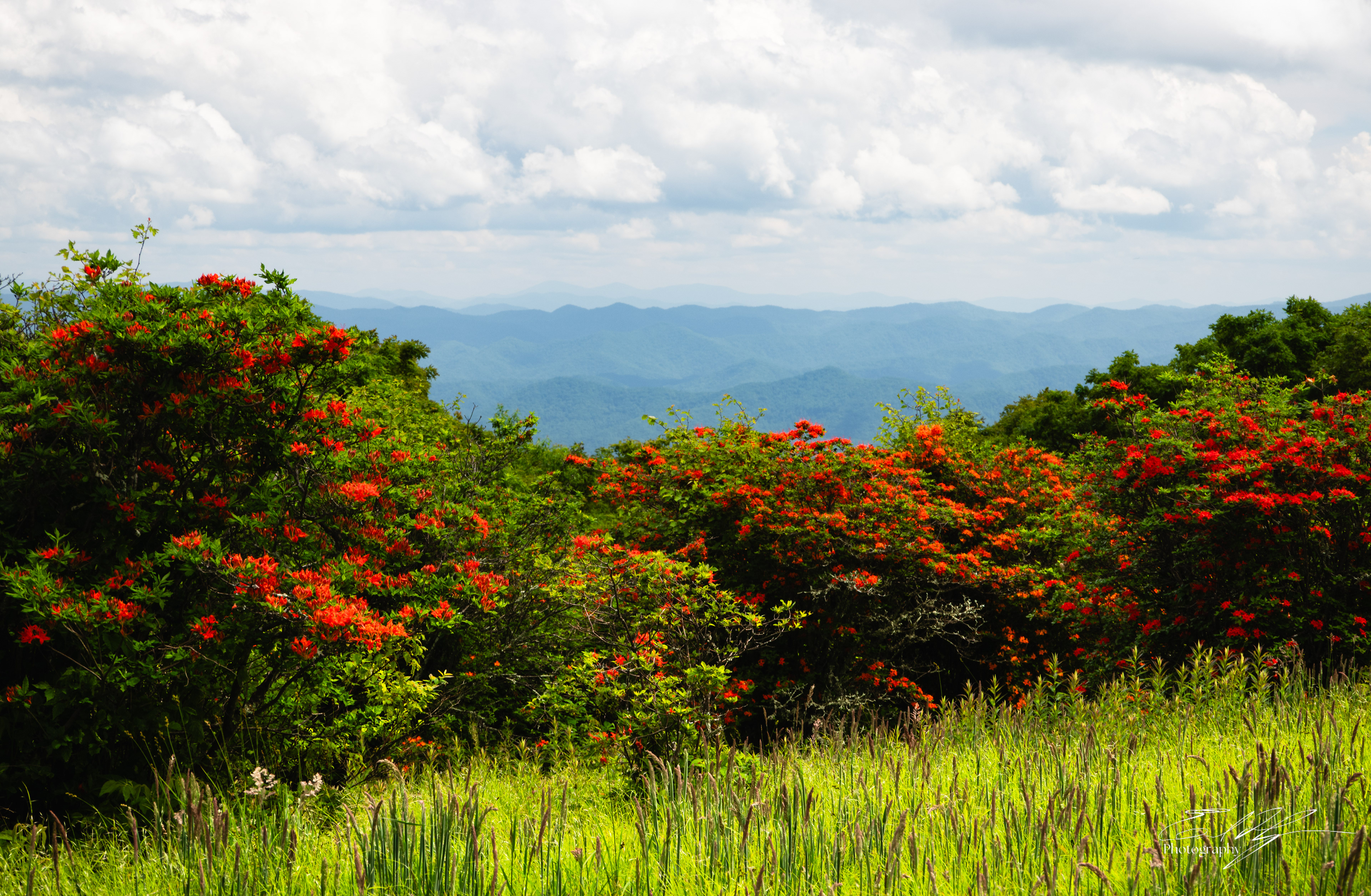 Gregory Bald June 2025 I