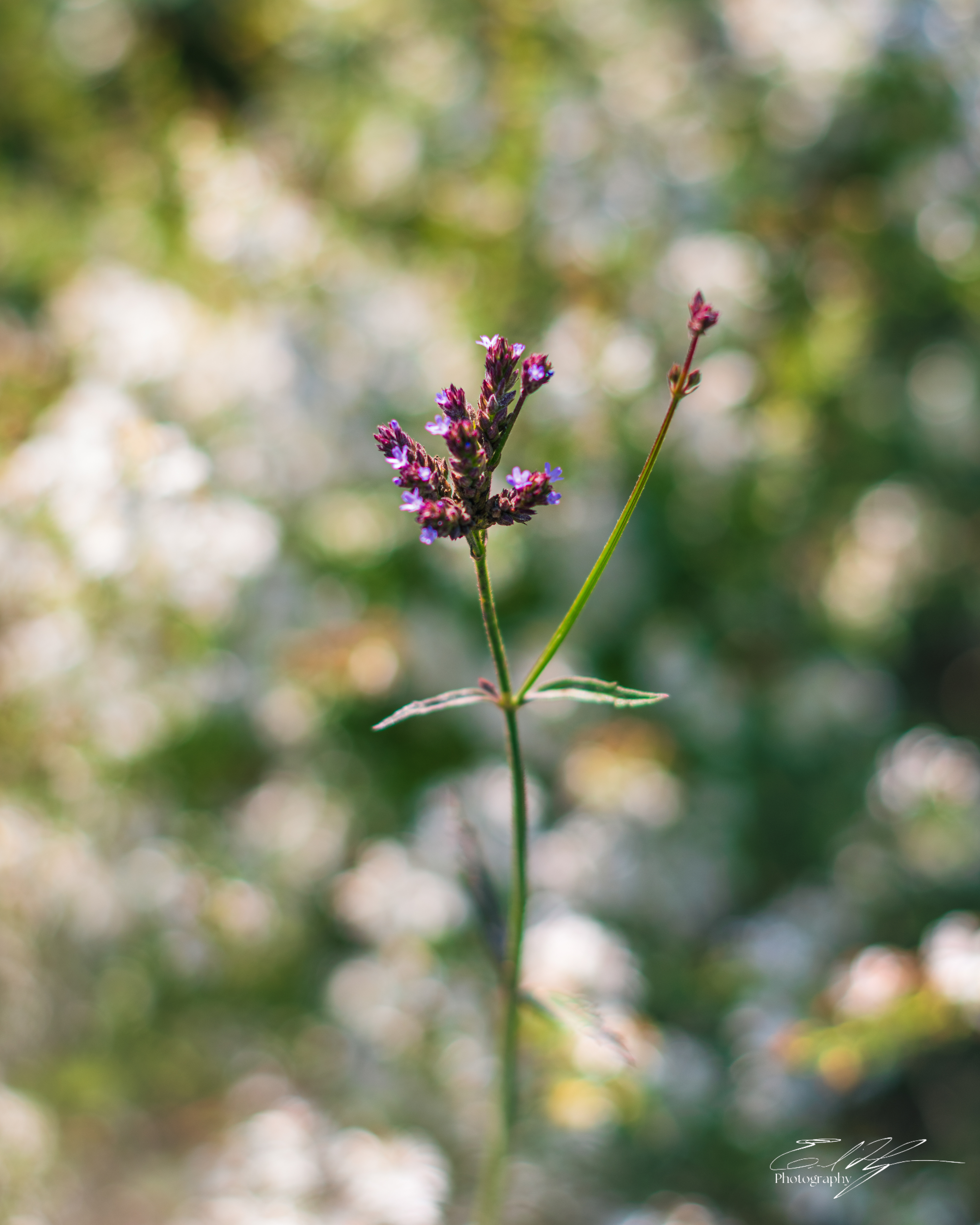 Freeman Dr October 2024   I