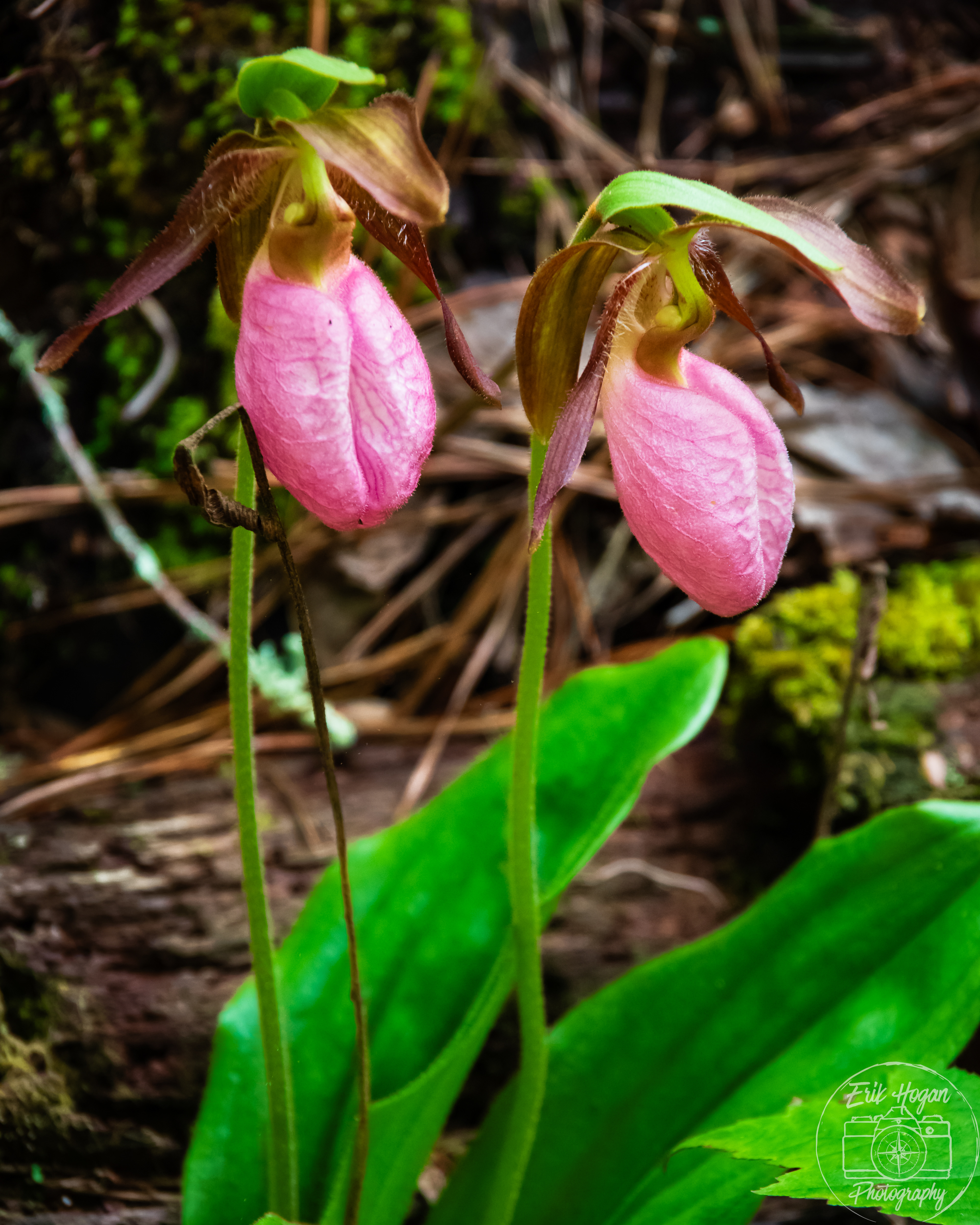 Pink Lady's Slipper May 2024