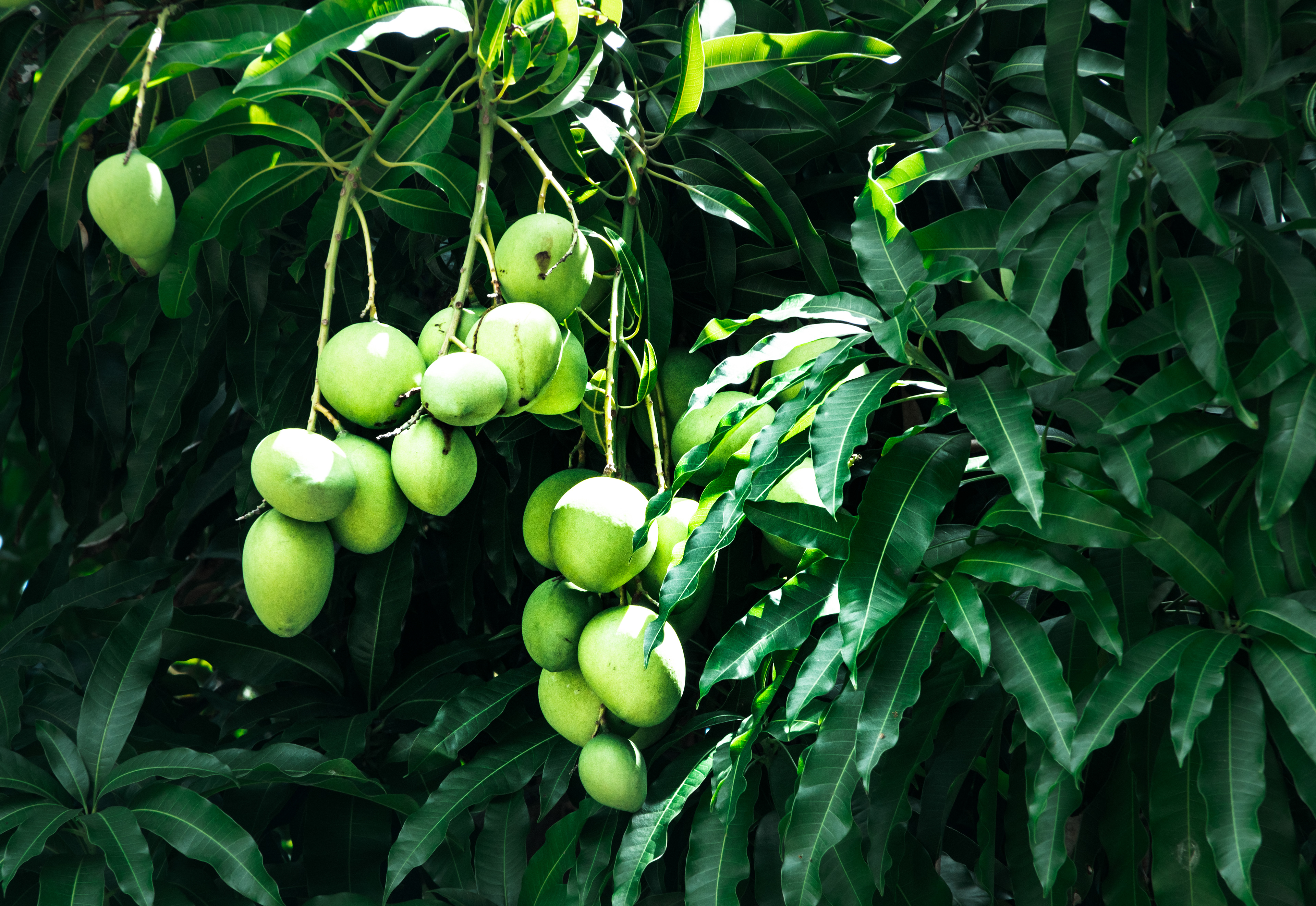 Puerto Plata, Dominican Republic July 2021   IX