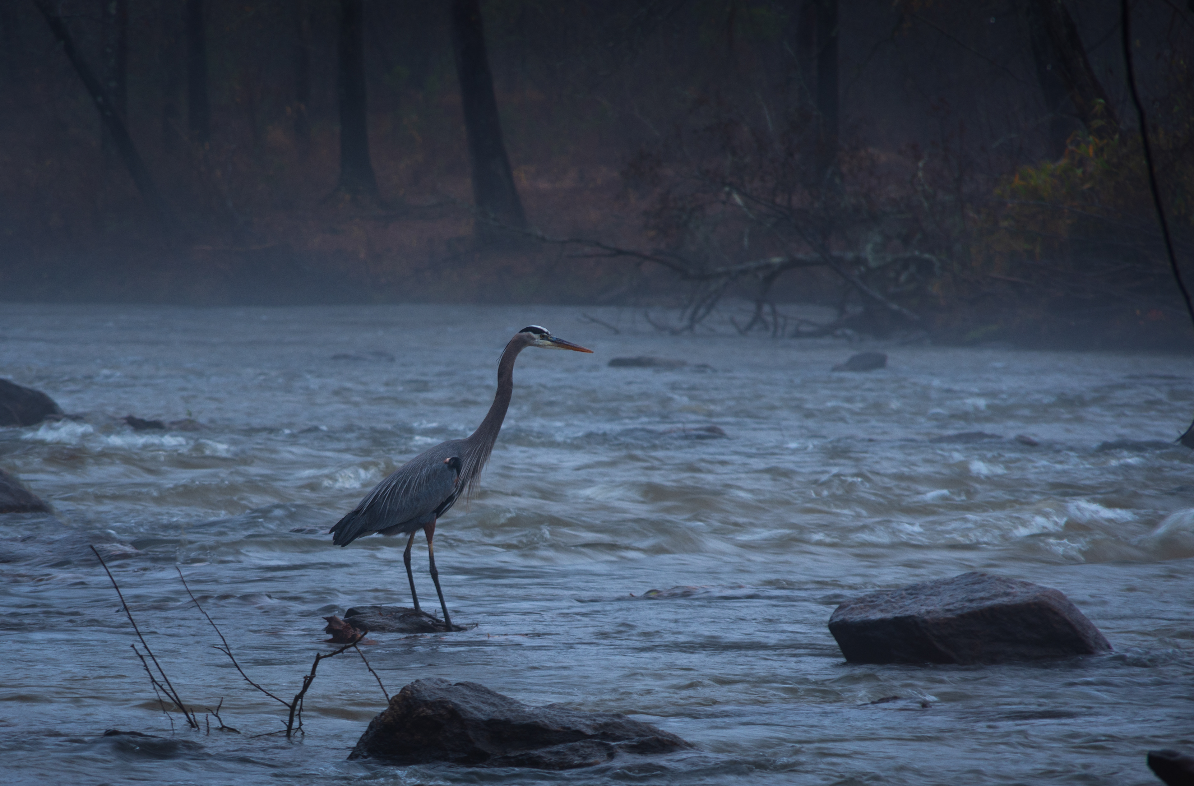 Ben Burton Park Heron December 2021