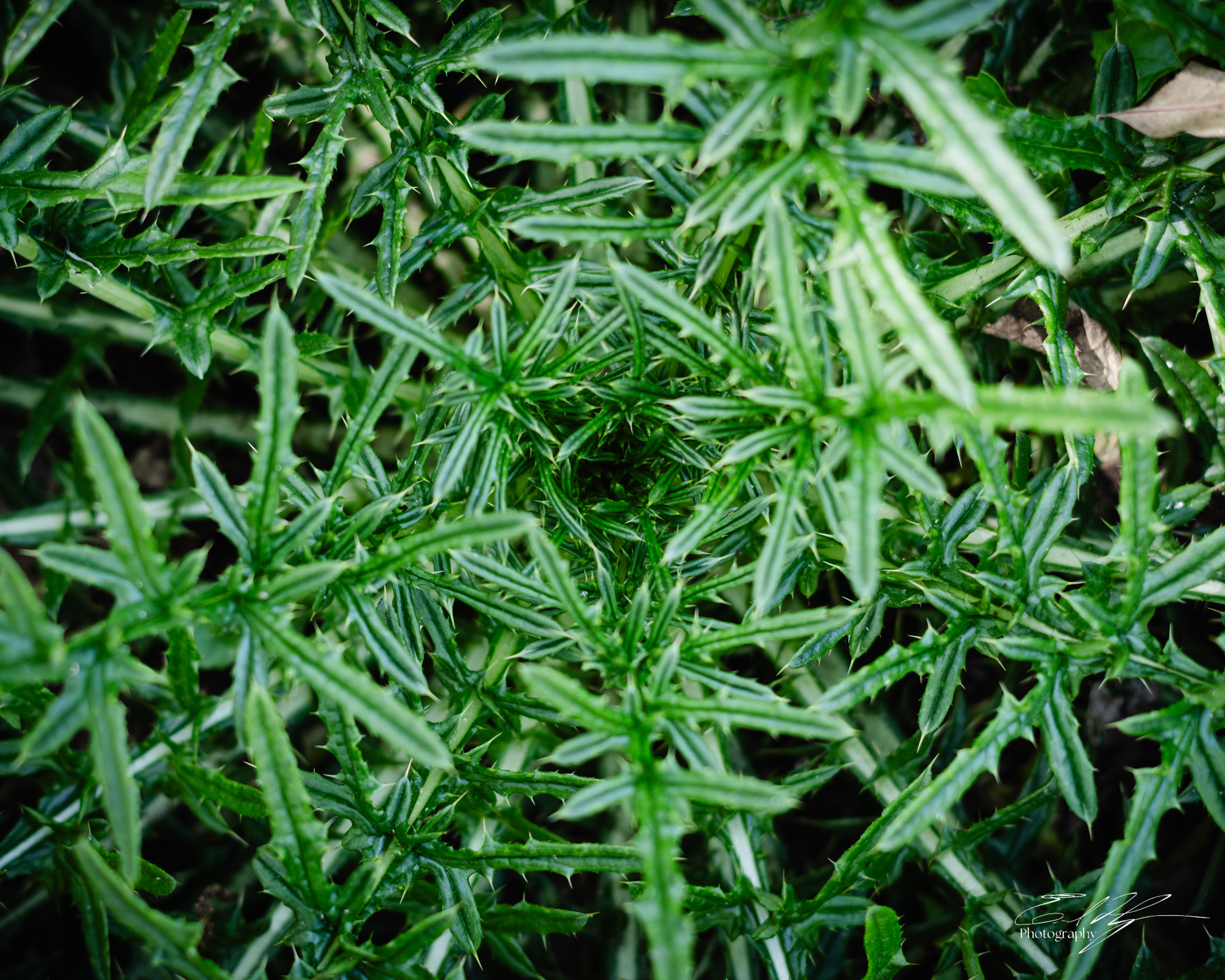 Green Bough House of Prayer April 2025   III