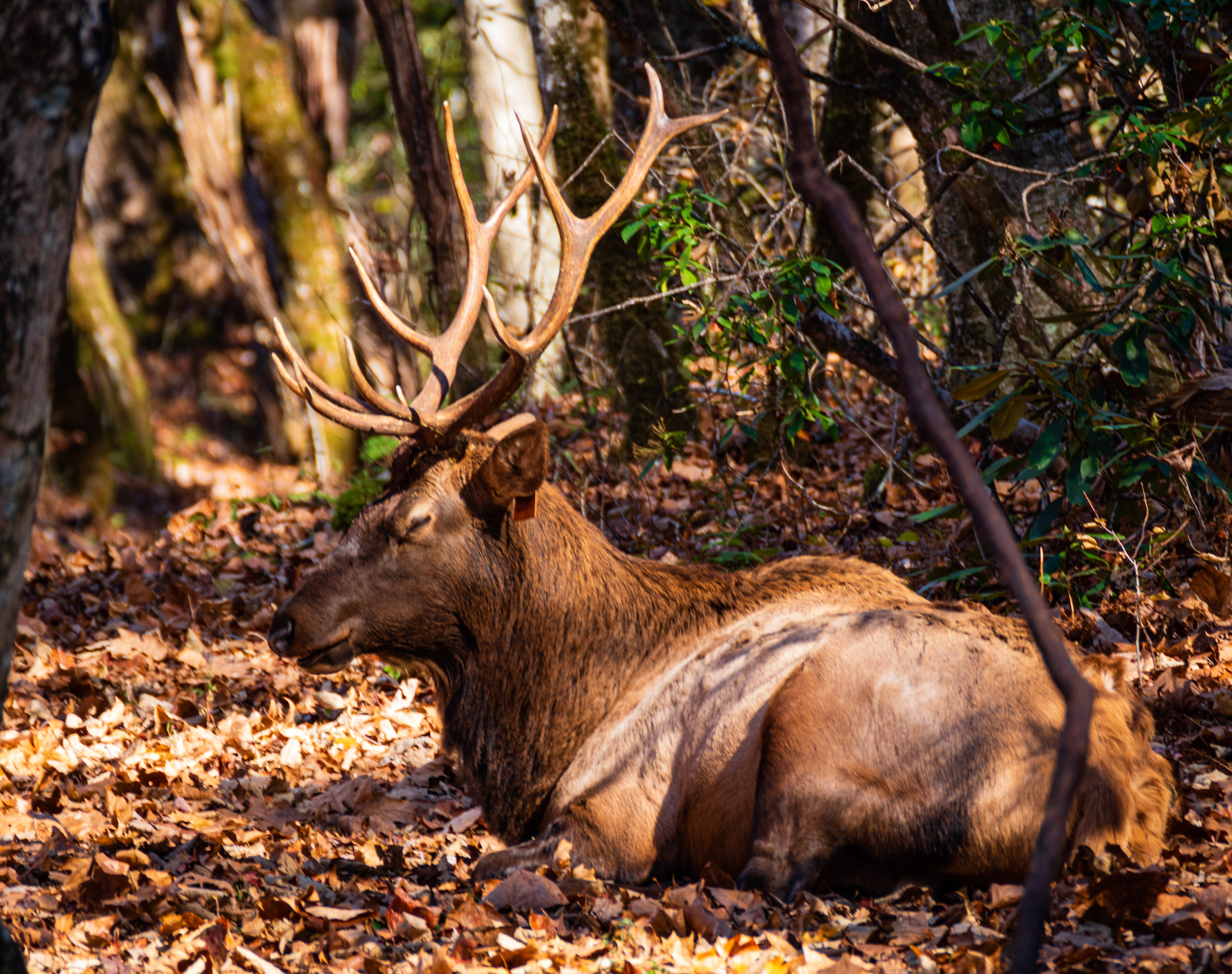 Cataloochee Valley October 2022   V