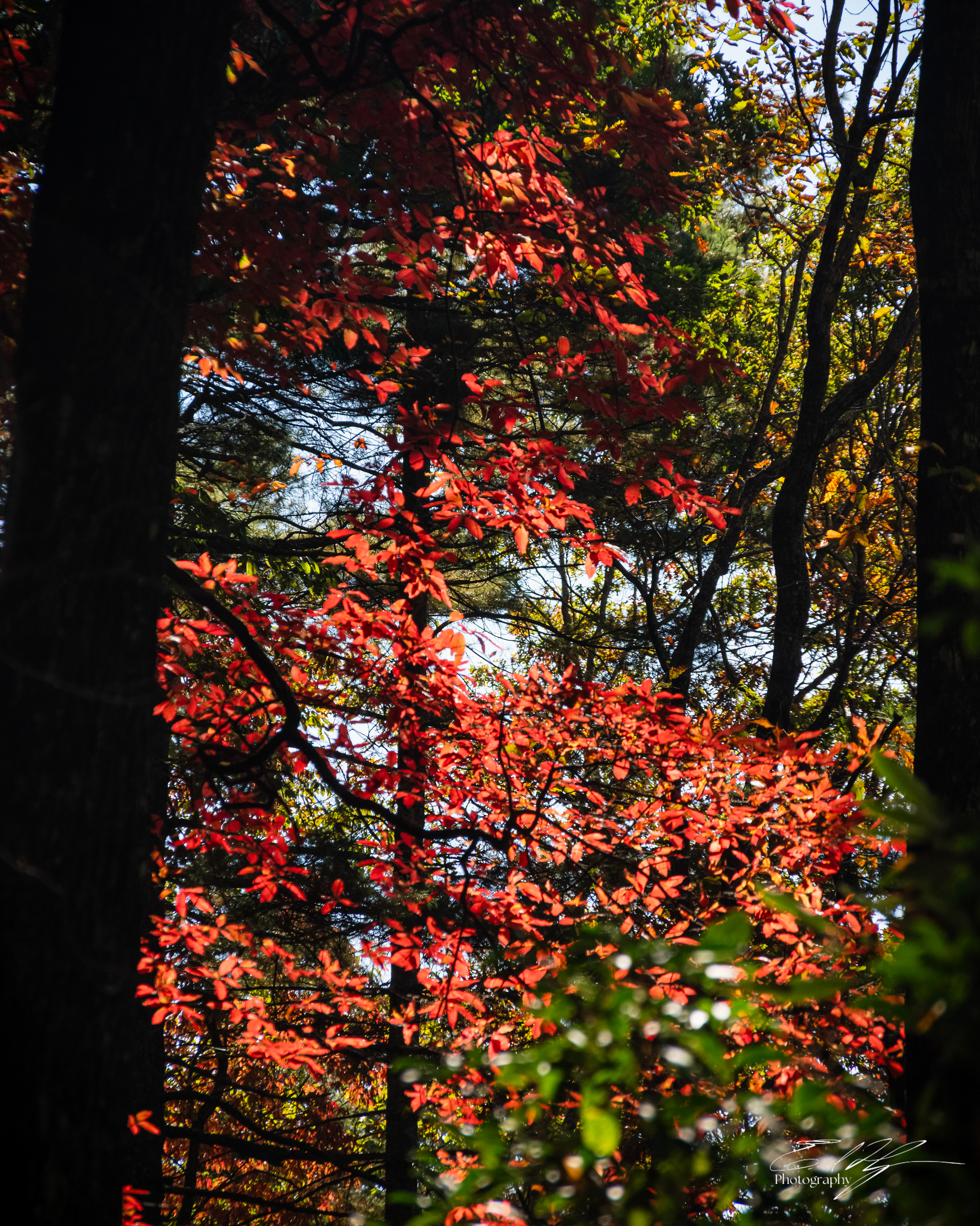 Day 3  Tree Portrait