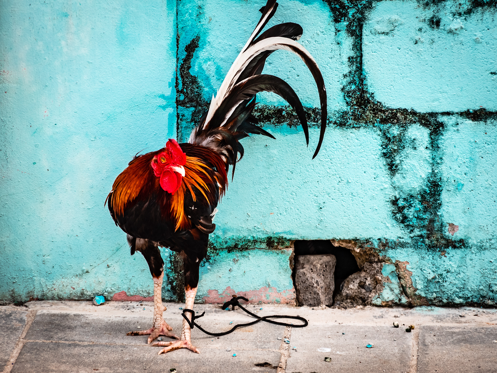 Puerto Plata, Dominican Republic July 2021   XVII