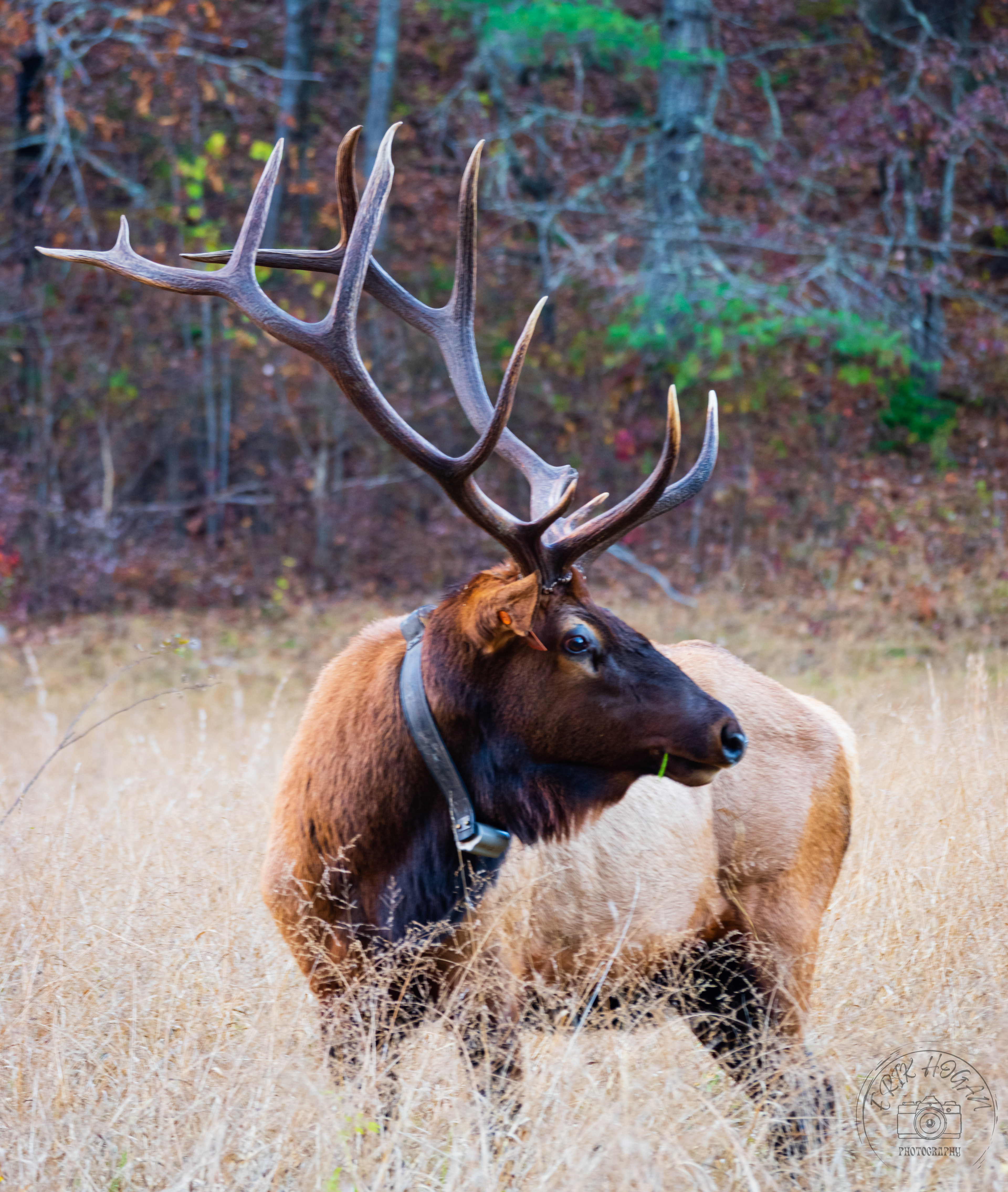 Cataloochee Valley October 2022   XIX