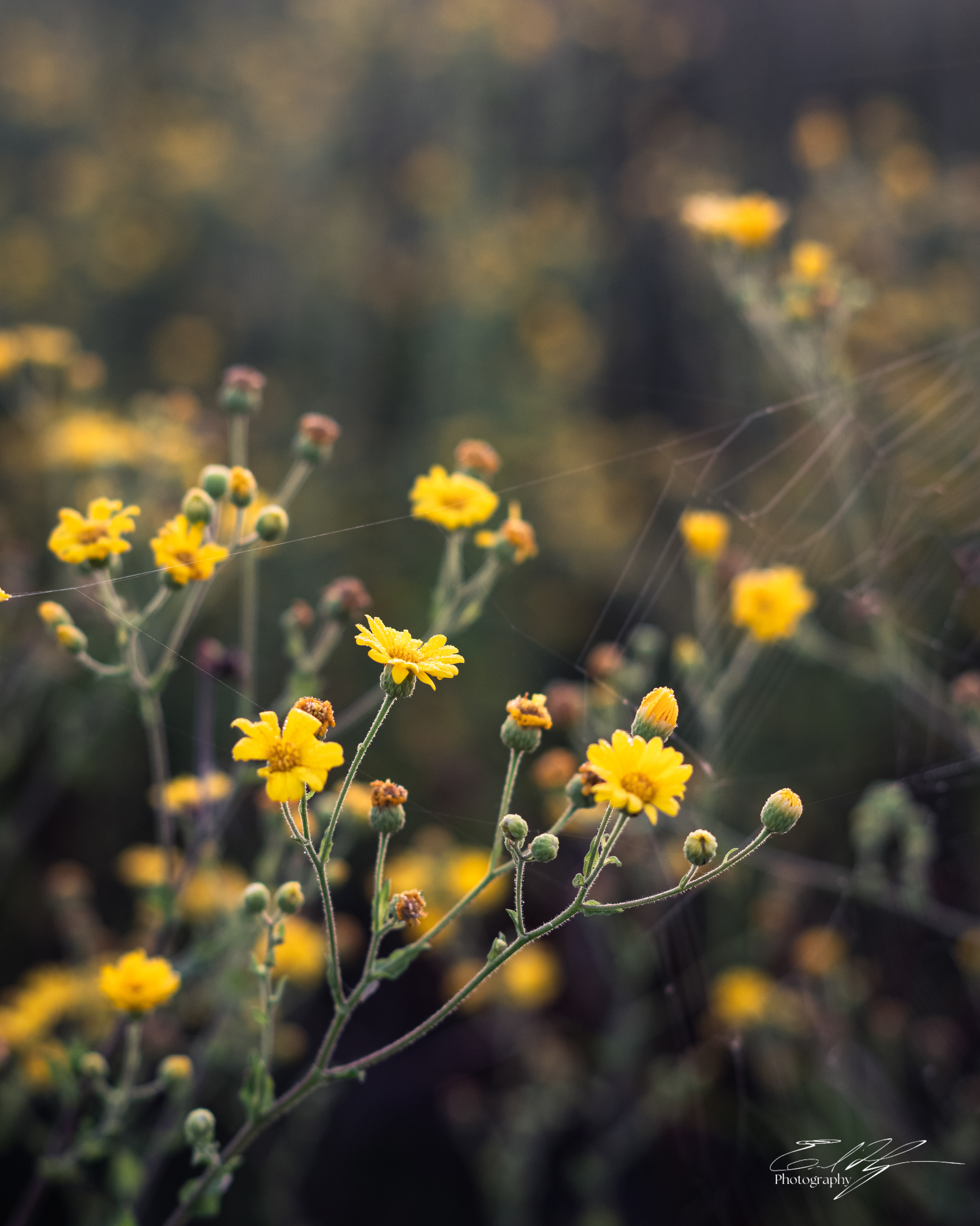 Flower Portrait September 2025  I