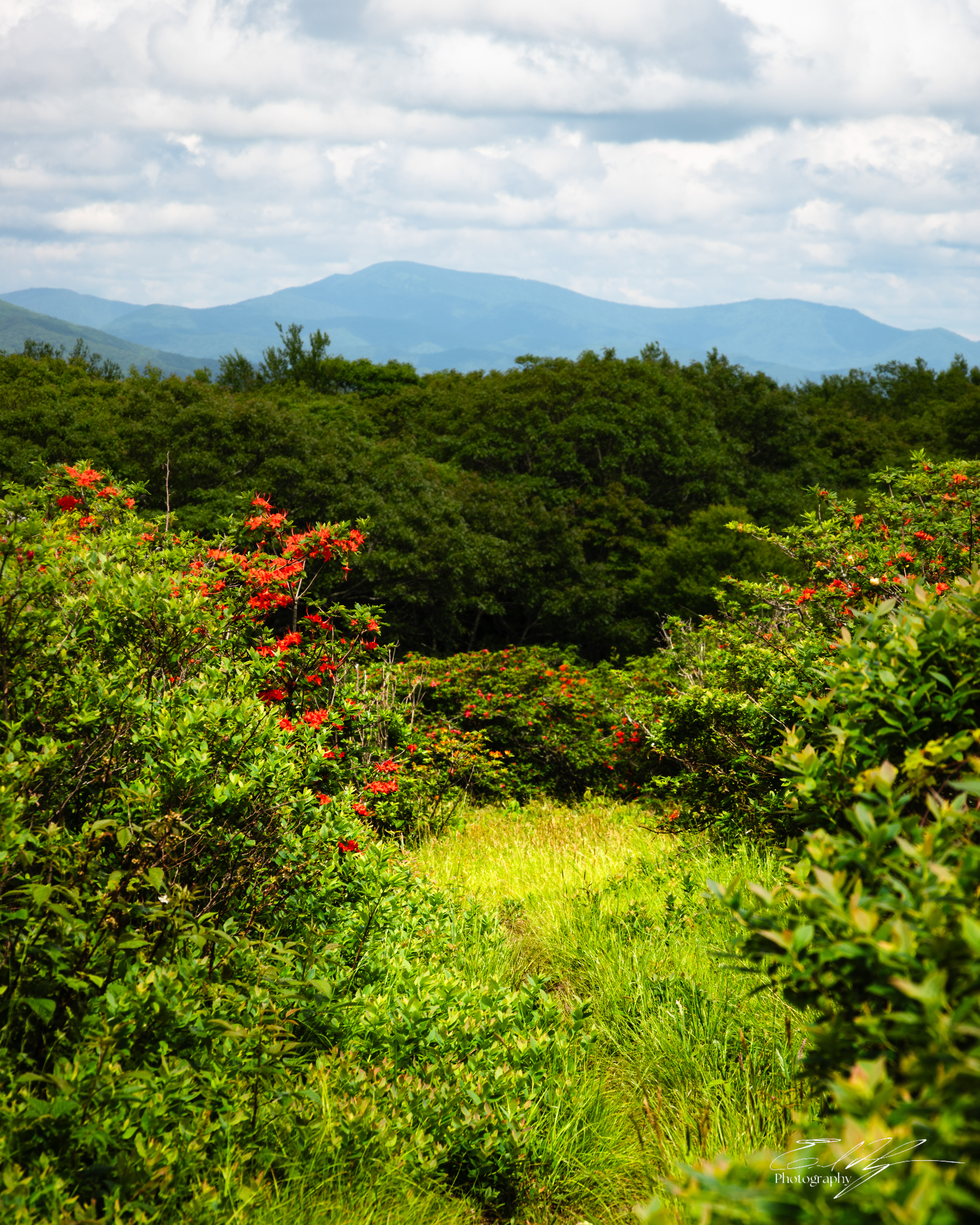 Gregory Bald June 2025 II