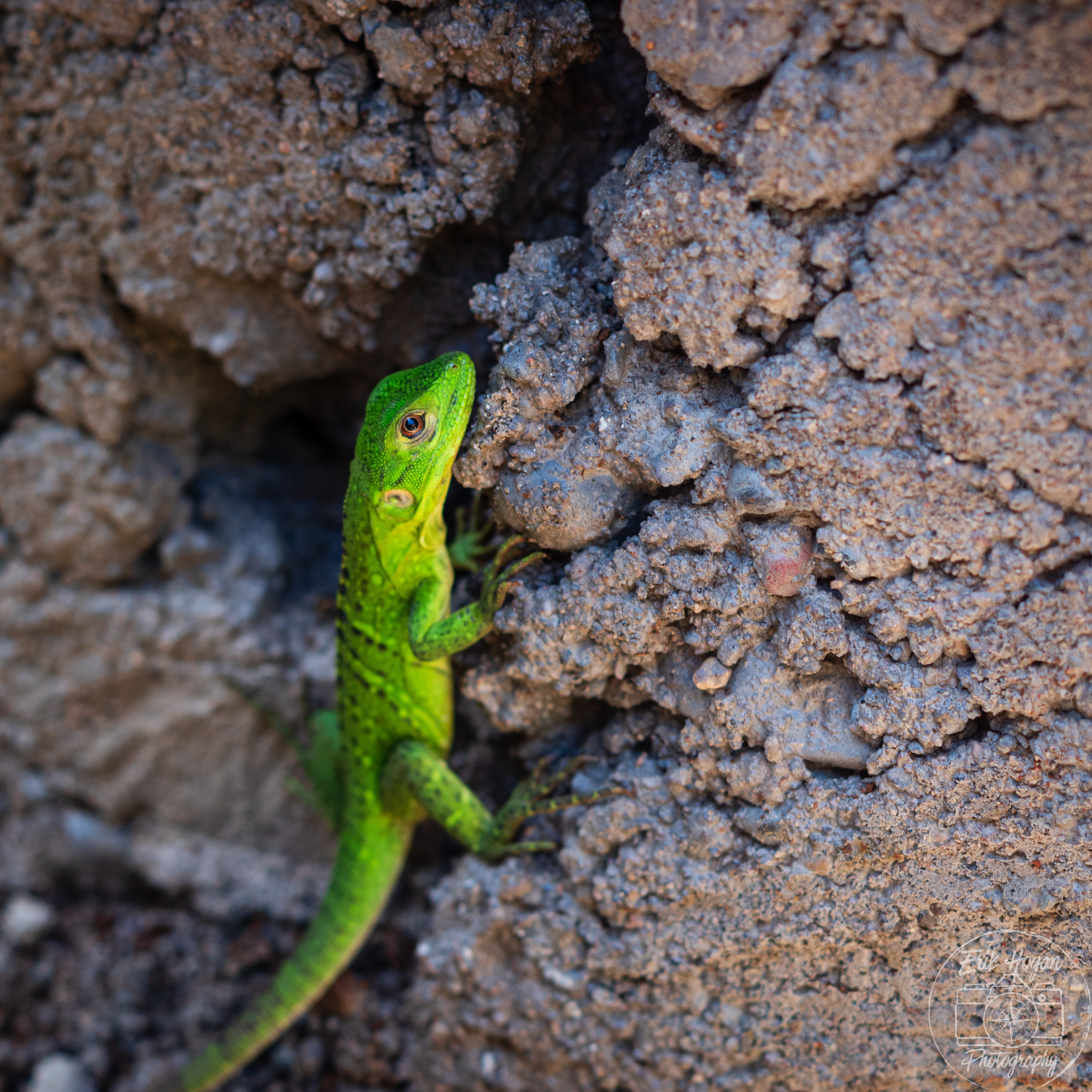 Nacaome, Honduras July 2024   LI