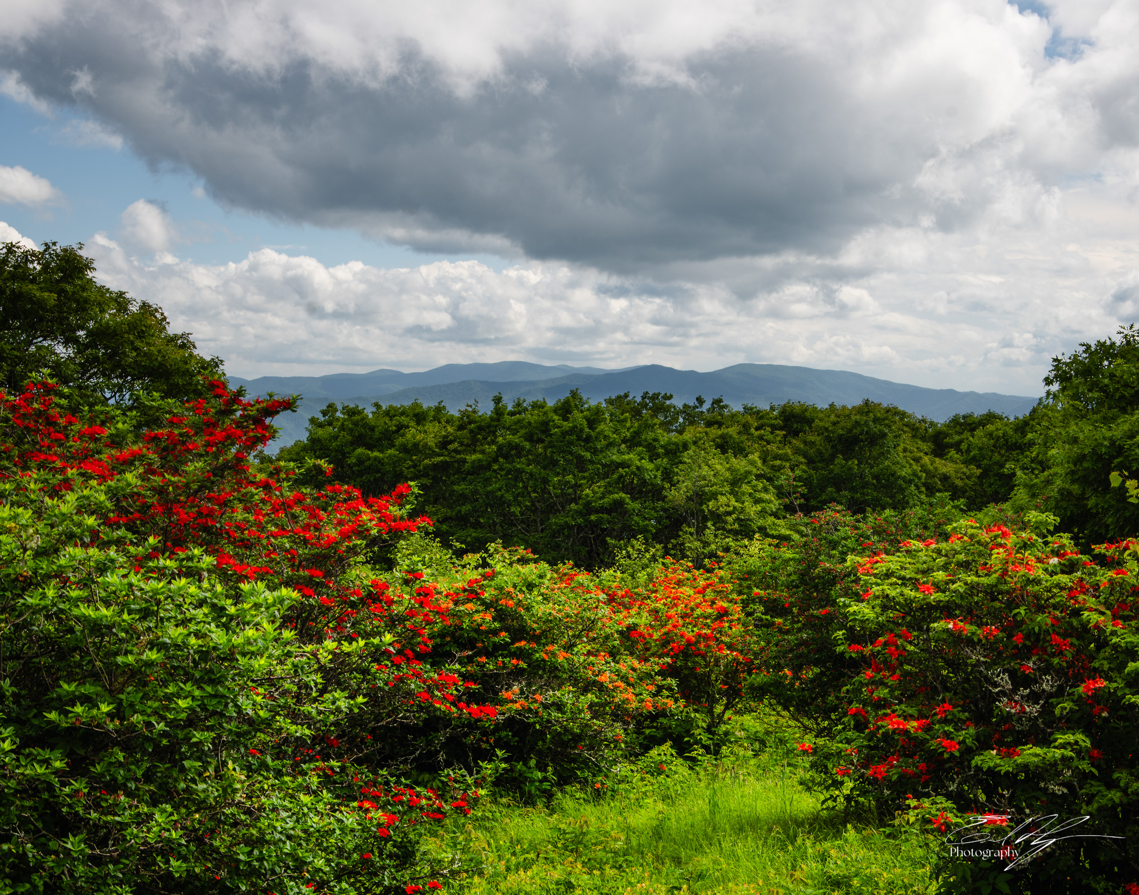Gregory Bald June 2025 IV