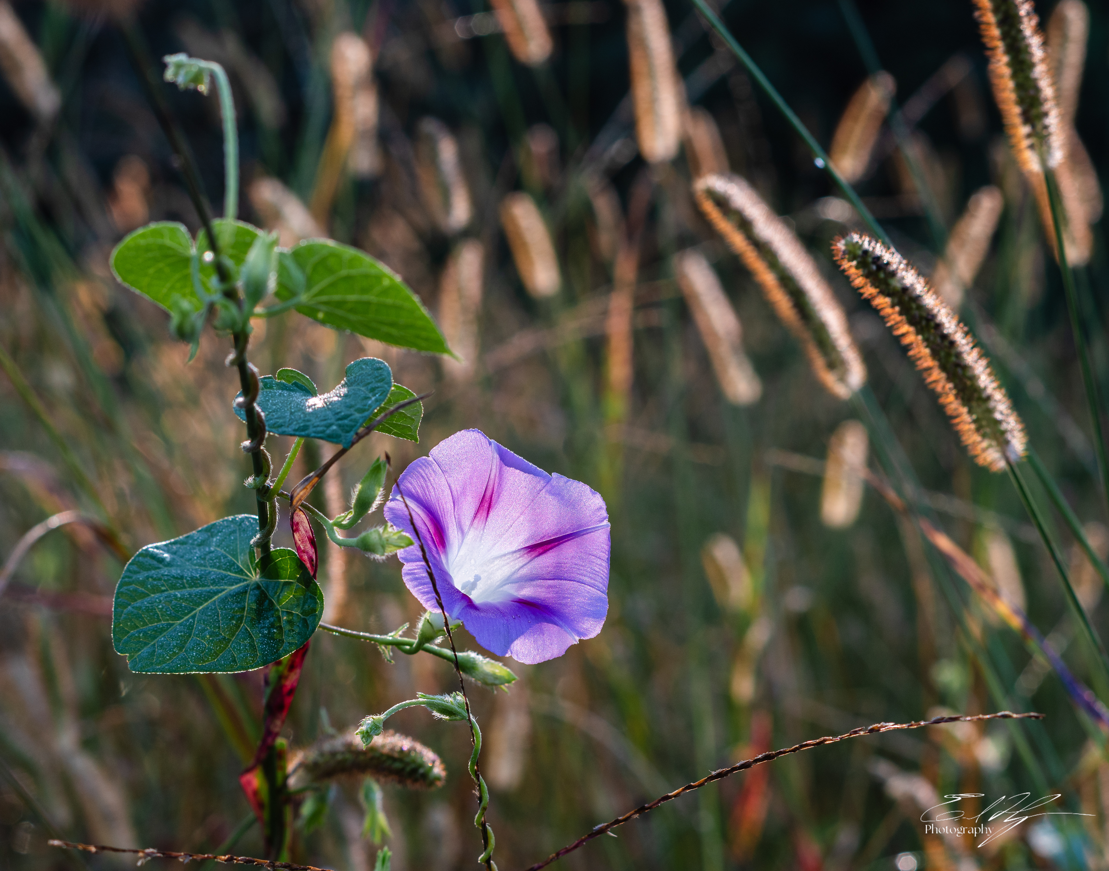 Morning Glory September 2025 III